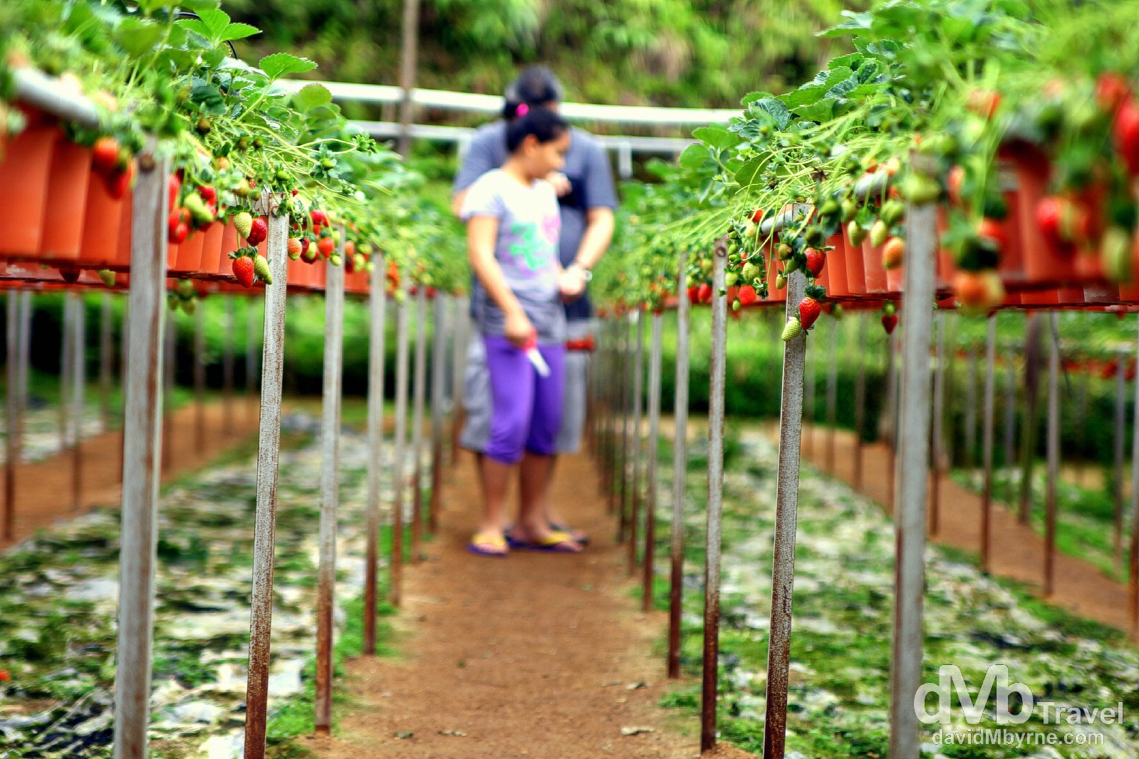 Picking at the Big Red Strawberry Farm, Cameron Highlands, Malaysia. March 26th 2012.