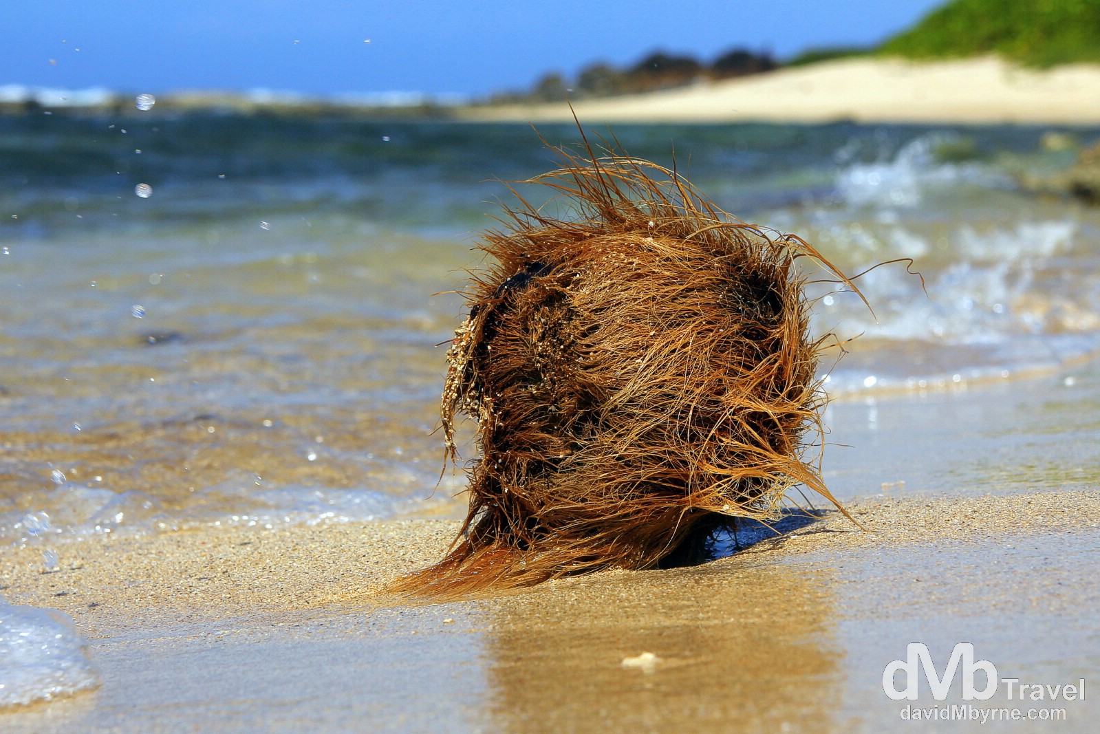 A coconut being jostled by the waves on the north shore of Utila, Bay Islands, Honduras. June 10th 2013. 