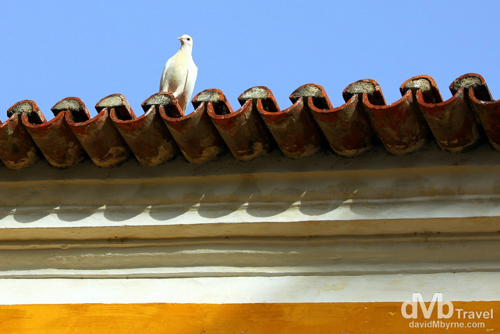 A dove perched on the roof of the ornate chapel of Quinta de Sant’Ana estate. Off the main courtyard of the Quinta, the church, dating to 1633, is the oldest part of the estate. The dozen or so doves who call the courtyard home really push the idyllic-o-meter into overdrive. Gradil, Mafra, Portugal. August 21st 2013.