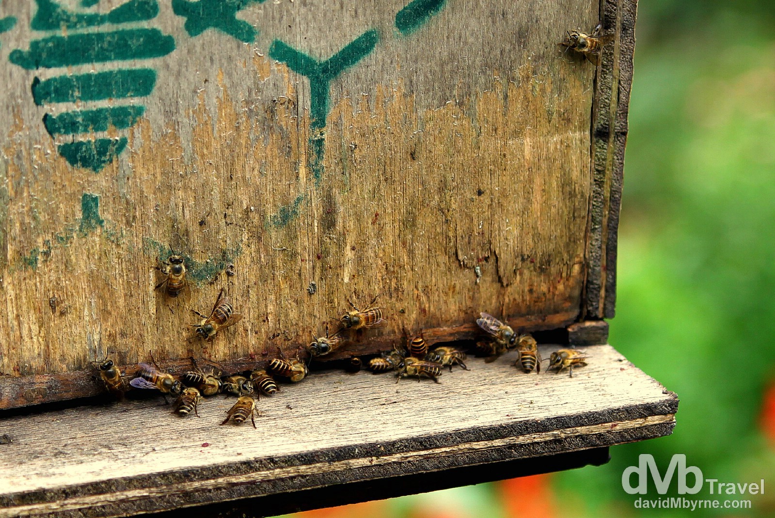 Honeybee Farm, Cameron Highlands, Malaysia. March 26th 2012.