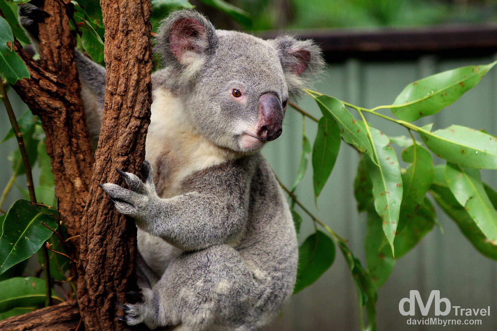 Lone Pine Koala Sanctuary, Brisbane, Queensland, Australia. April 15th 2012