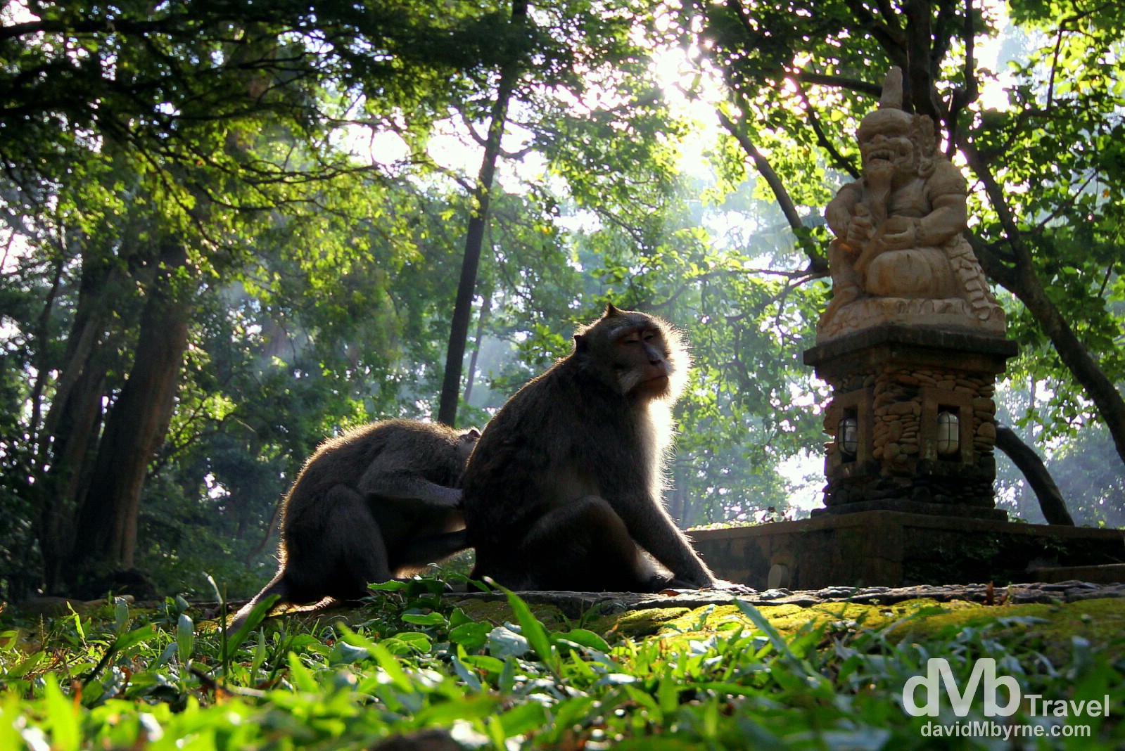 Monkey Forest, Ubud, Central Bali, Indonesia. June 15th 2012.