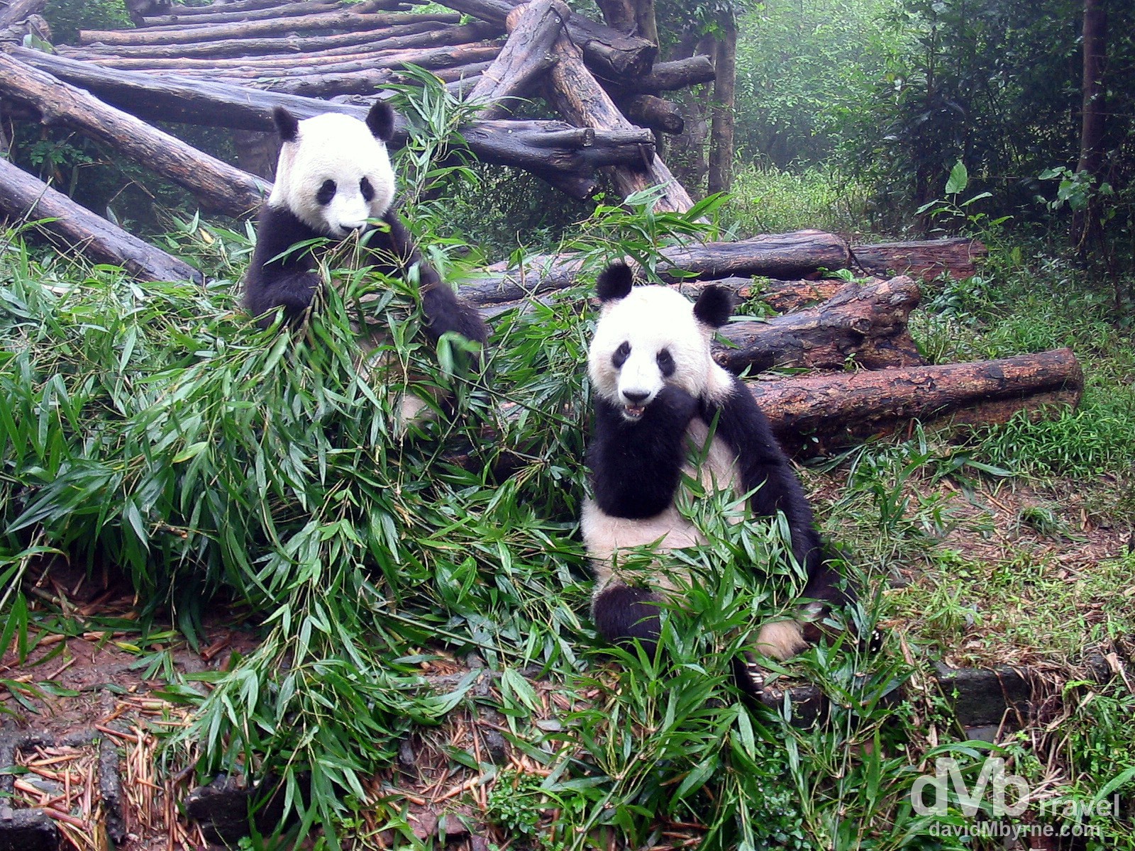 Pandas feeding at the Panda Breeding Centre in Chengdu, Sichuan Province, China. September 24th 2004.