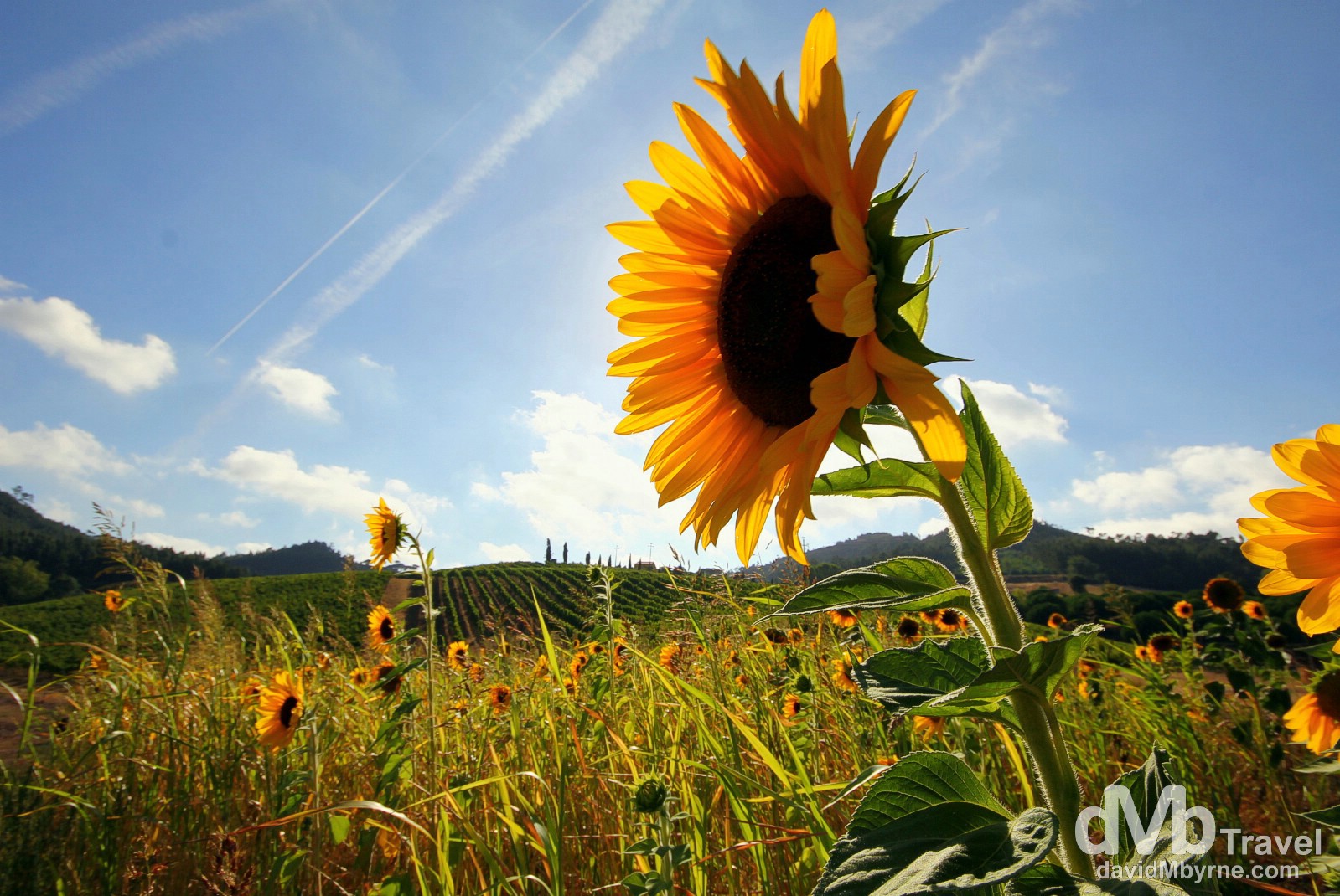 Sunflowers at sunset in the estate of Quinta de Sant’Ana in the hills above Gradil, Portugal. August 23rd 2013. 