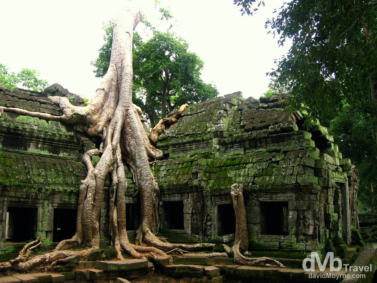 Jungle growth envelops a section of the temple Ta Prohm of the Angkor temple complex, Siem Reap, Cambodia. September 20th 2005. 