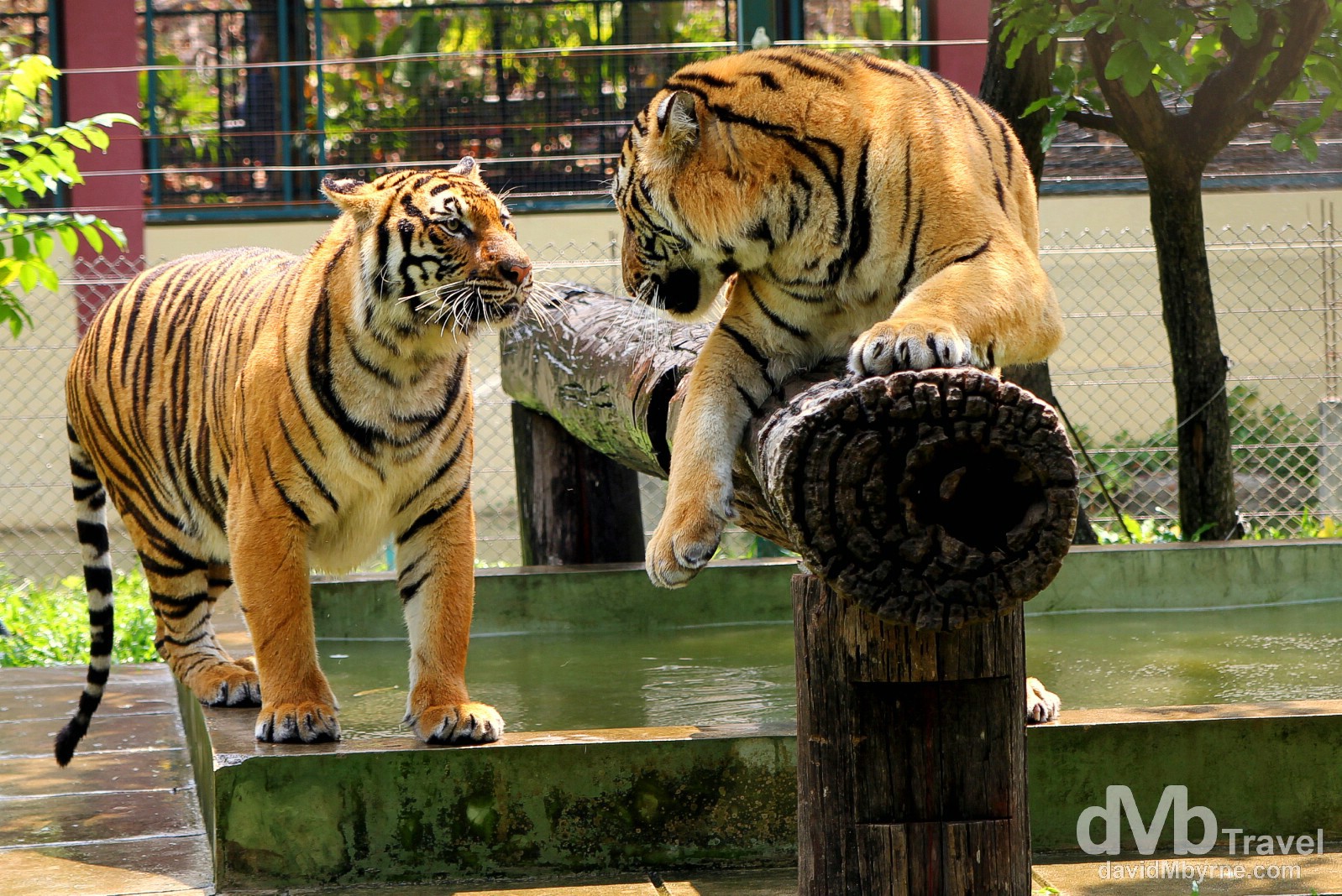Tigers in an enclosure at Tiger Kingdom on the outskirts of Chiang Mai, northern Thailand. March 14th 2012.