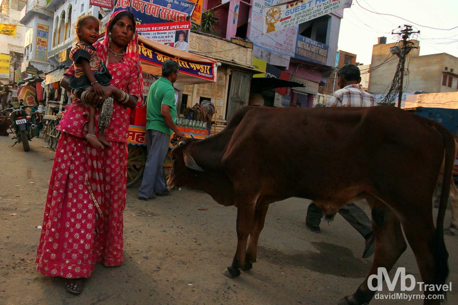 Avoiding a cow on the streets of Pushkar, Rajasthan, India. October 3rd 2012.