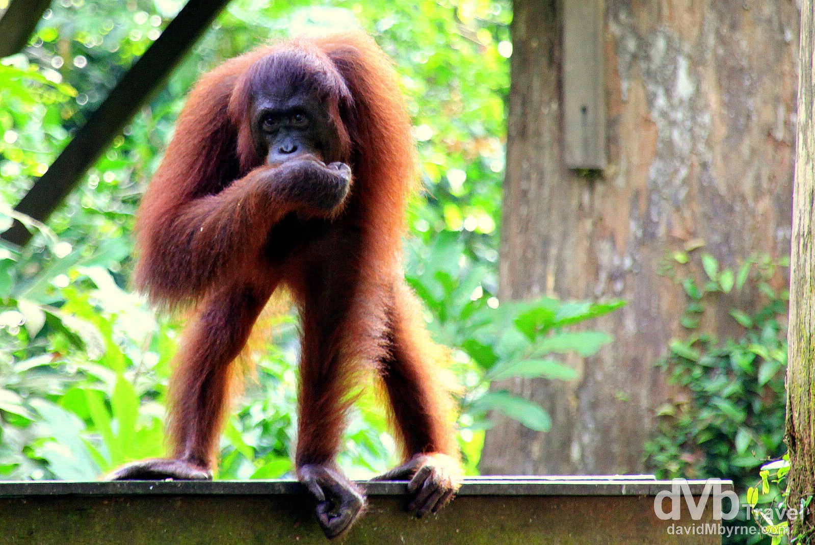 A resident at the Sepilok Orangutan Rehabilitation Centre, Sabah, Malaysian Borneo. June 26th 2012.