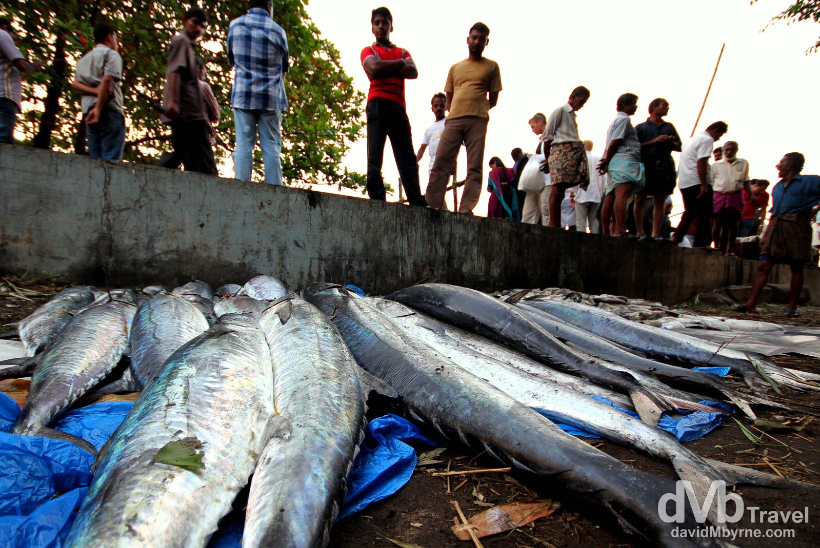 Fishing catch being analysed at the tip of Fort Kochi (Cochin), Kerala, India. September 19th 2012.