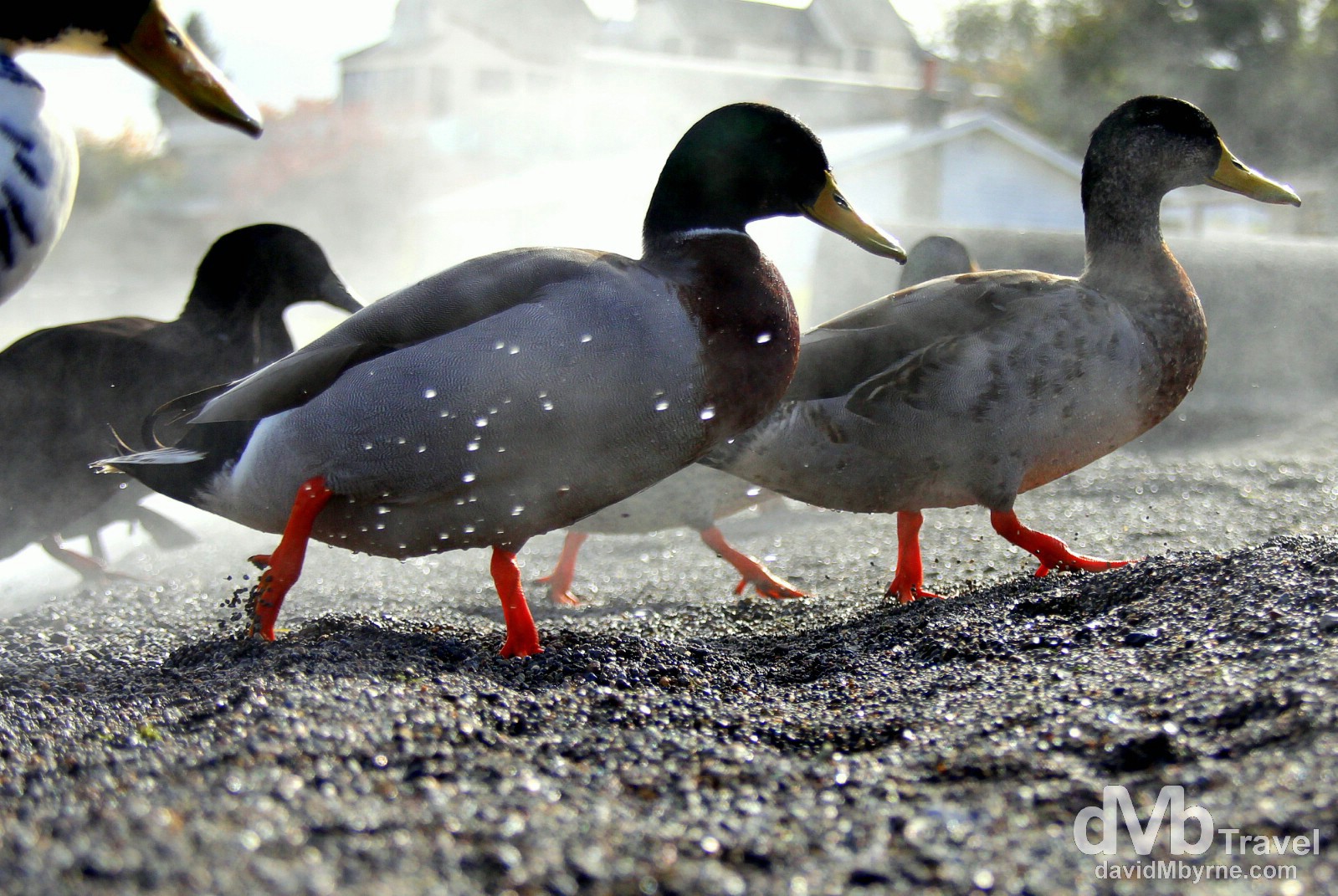 Ducks wading ashore at the thermal beach on the shores of Lake Taupo, North Island, New Zealand. May 7th 2012.