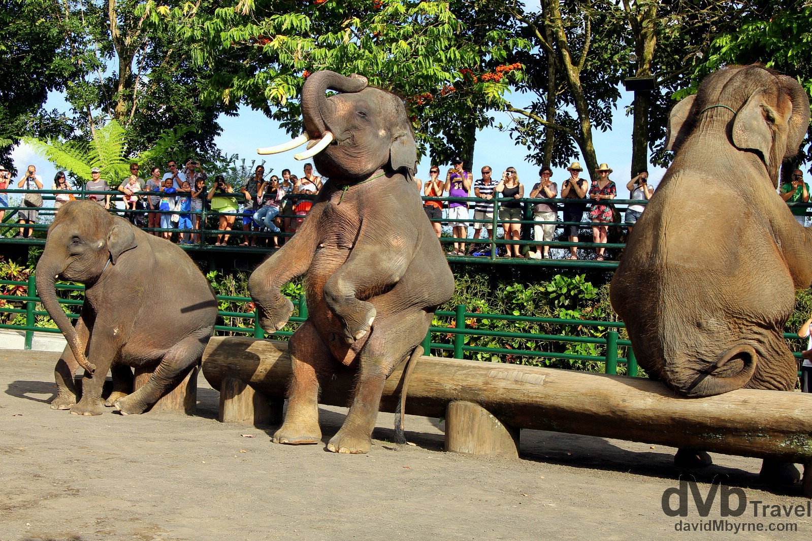 A crowd pleasing performance in the Elephant Safari Park, Taro, Bali, Indonesia. June 18th 2012.
