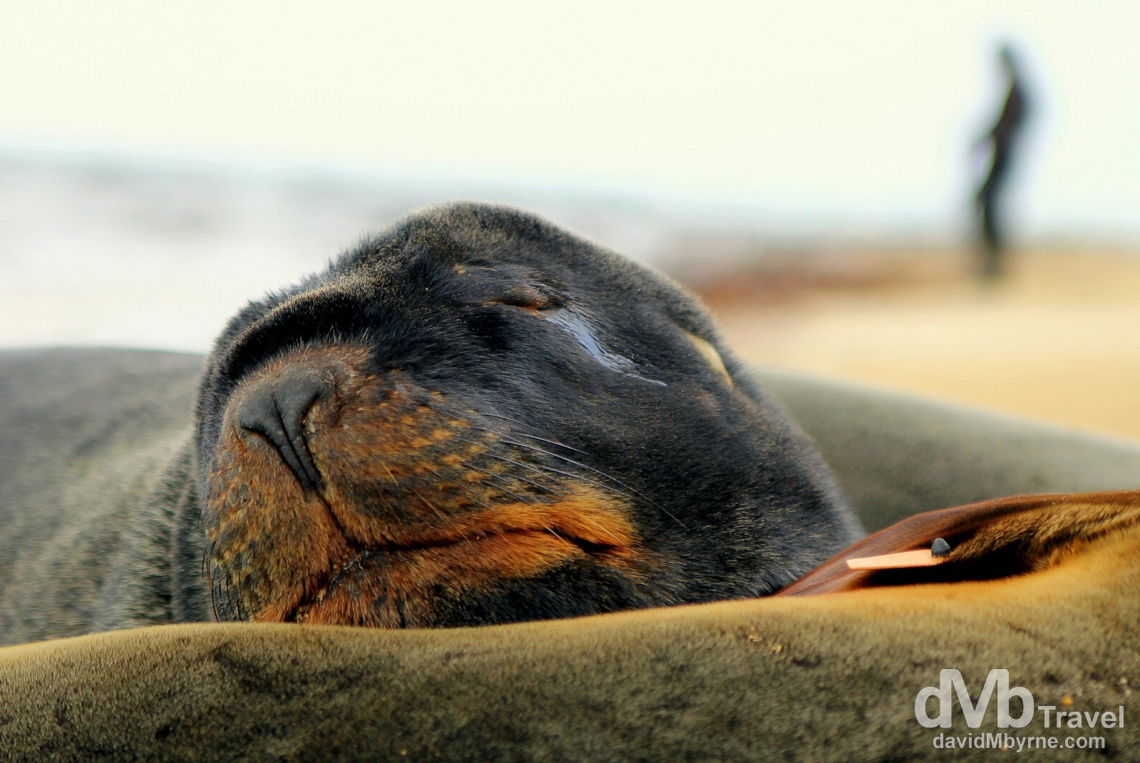 A Fur Seal on the beach at Waipapa Point, South Island, New Zealand. May 27th 2012.