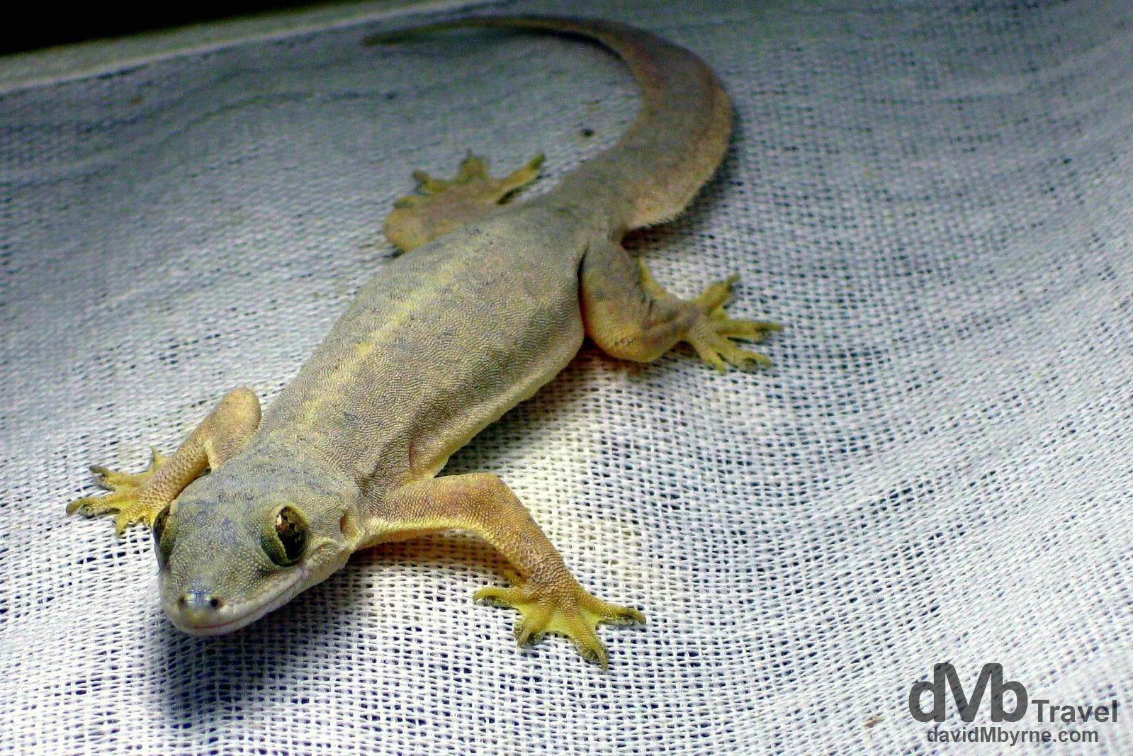 My then 3-month-old SLR was stolen on my first full day on the Philippine island of Boracay so for the rest of my time on the holiday island found myself using my IXUS point-and-shoot, including here when photographing this cute little gecko on the inside of a lampshade. Boracay Island, Philippines. September 24th 2011.