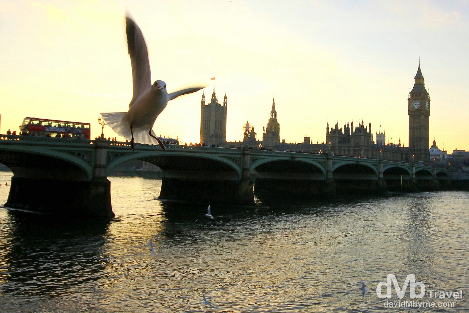 Birds flying by the banks of the River Thames with Westminster Bridge & the Houses of Parliament in the background. London, England. December 8th 2012.