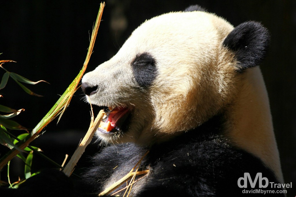 Snack time on the Panda Trek of the Panda Canyon zone of San Diego Zoo. San Diego, California, USA. April 17th 2013. 