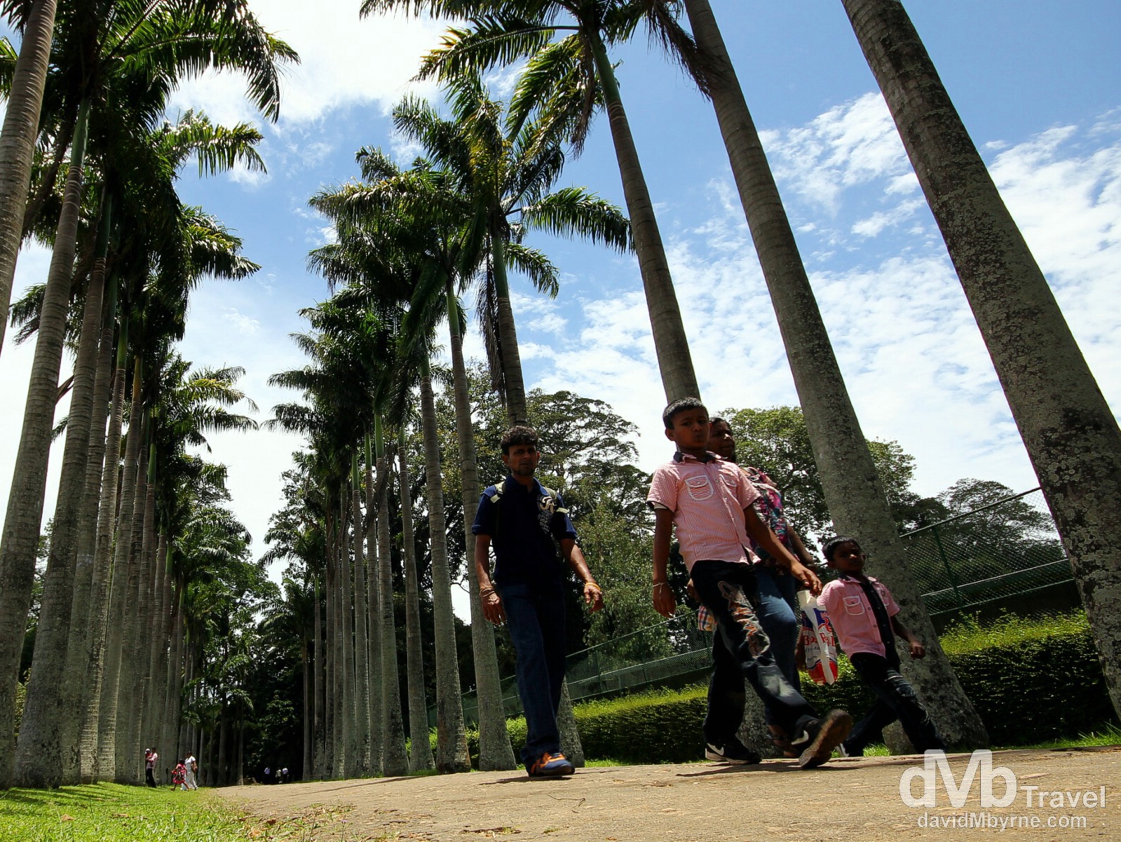 Walking Palm Avenue in Peradeniya Botanic Gardens on the outskirts of Kandy, Sri Lanka. September 9th 2102. 