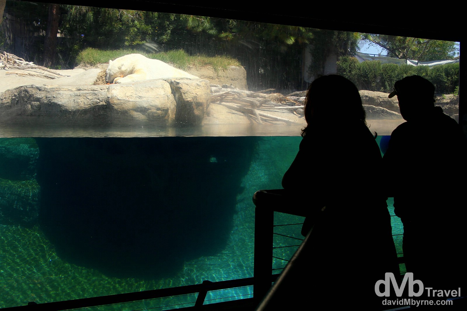 Viewing a polar bear in the Northern Frontier zone of San Diego Zoo. San Diego, California, USA. April 17th 2013.
