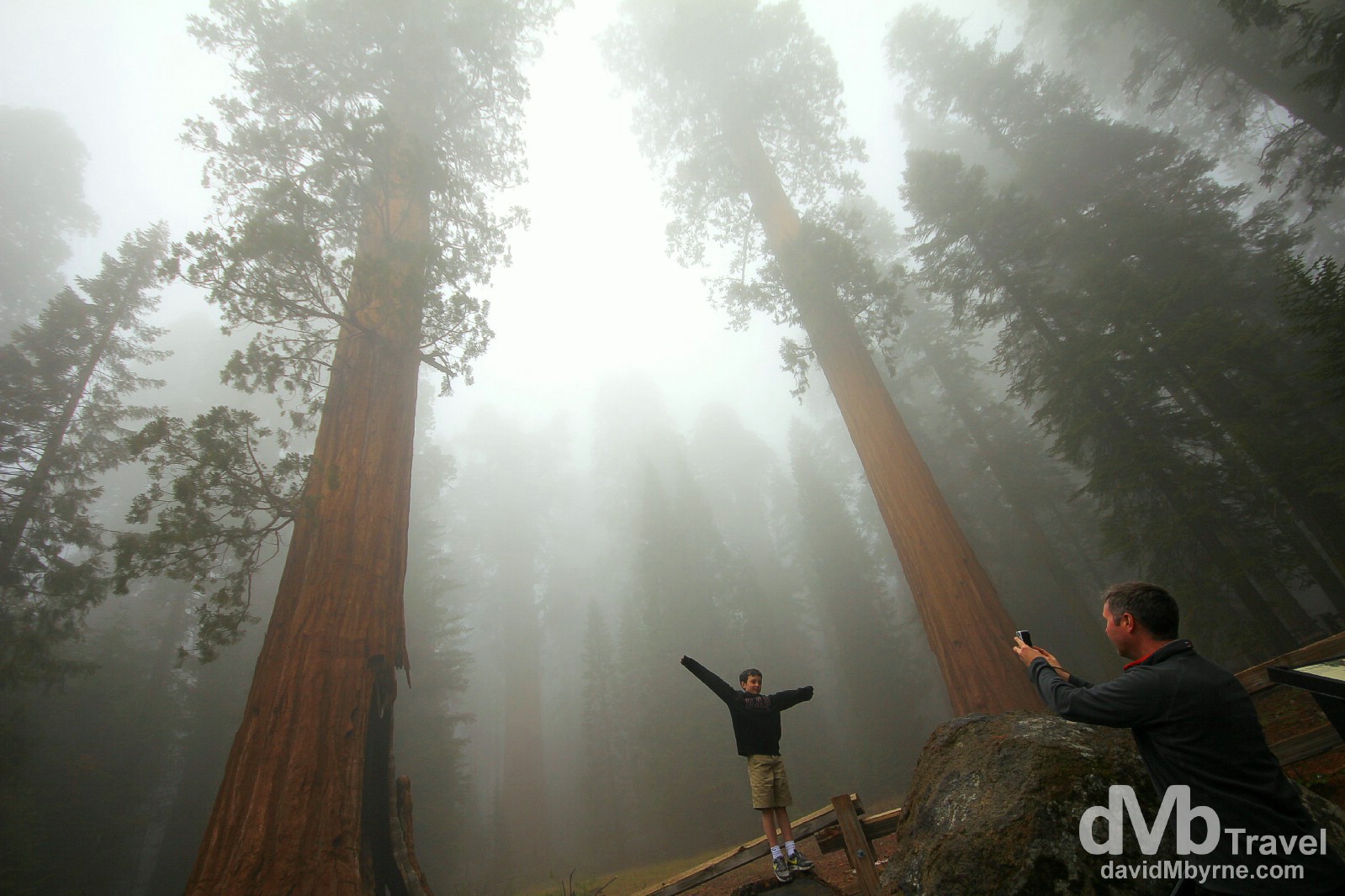  pequeñas curiosidades  - Página 17 Pose.-Sequoia-National-Park-California-USA.