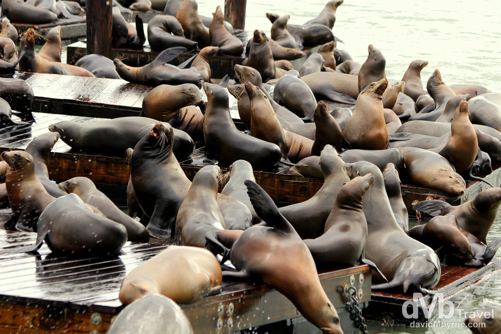 Boisterous Sea lions at Pier 39, San Francisco, California, USA. March 31st 2013.