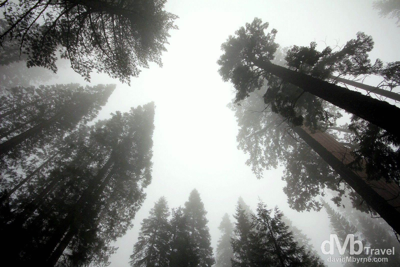 Mist & trees in Sequoia National Park, California, USA. April 2nd 2013.