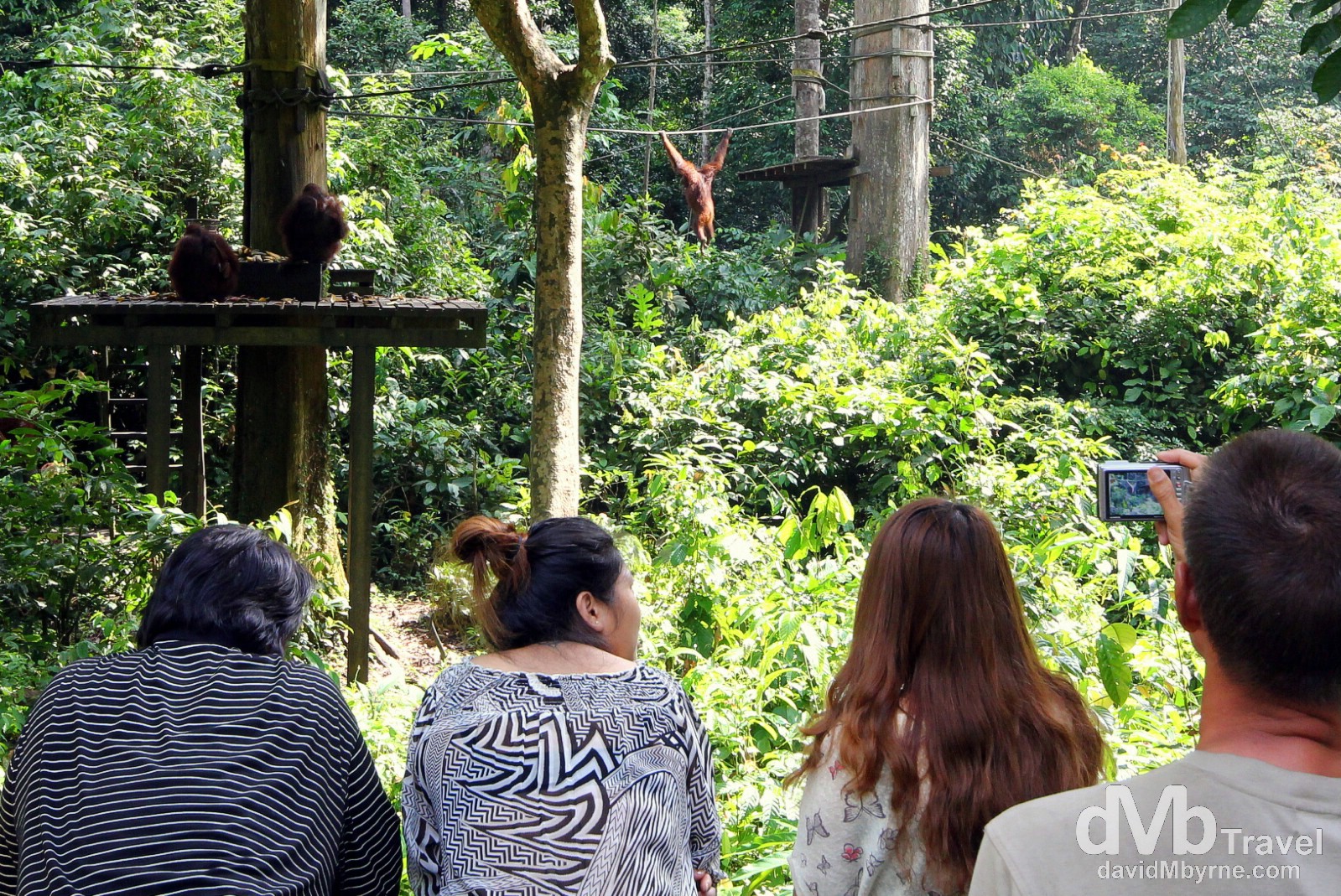The viewing deck at the Sepilok Orangutan Rehabilitation Centre, Sabah, Malaysian Borneo. June 26th 2012.