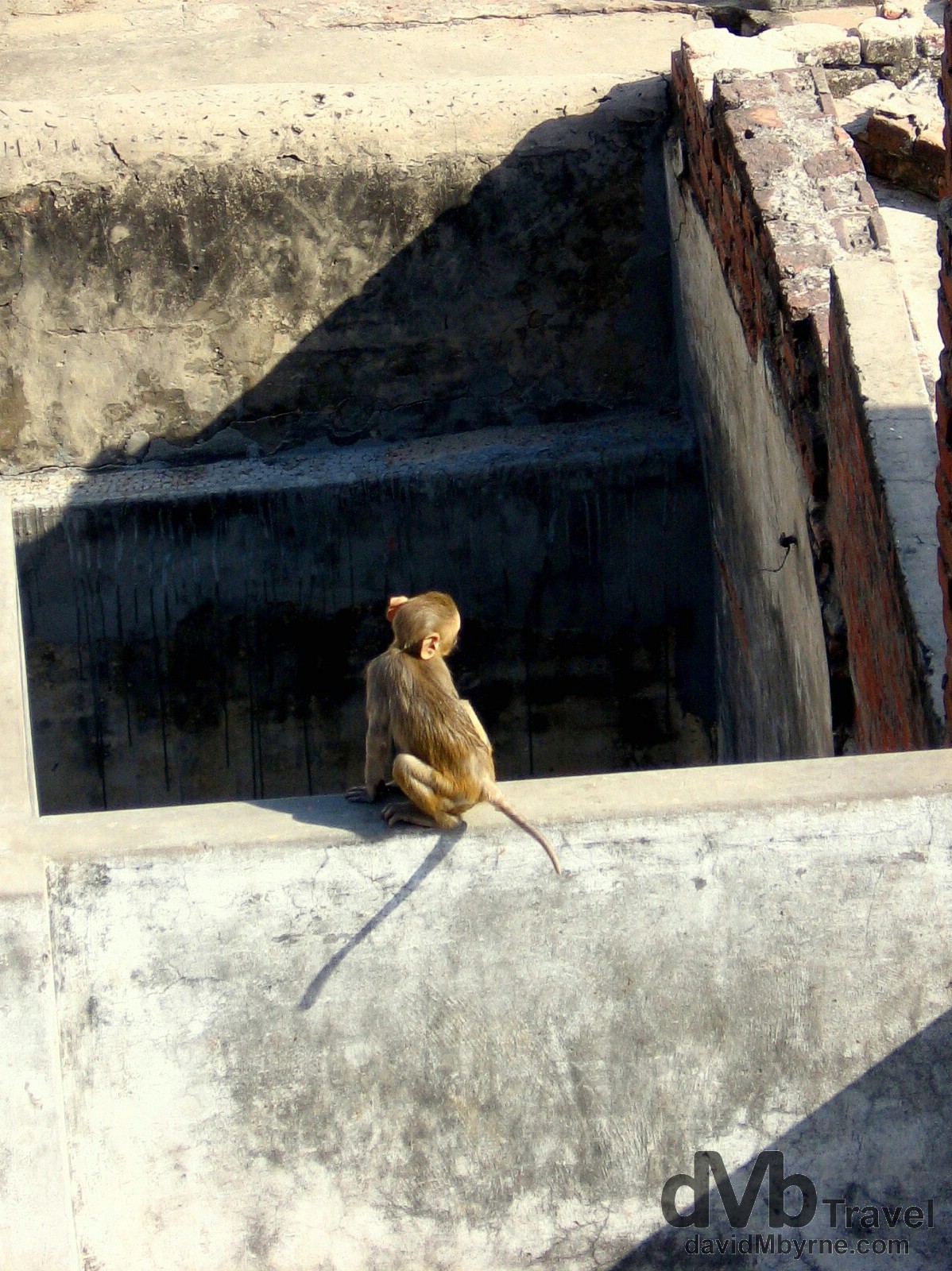 A monkey on the rooftop of a dwelling in Varanasi, India. March 18th 2008.