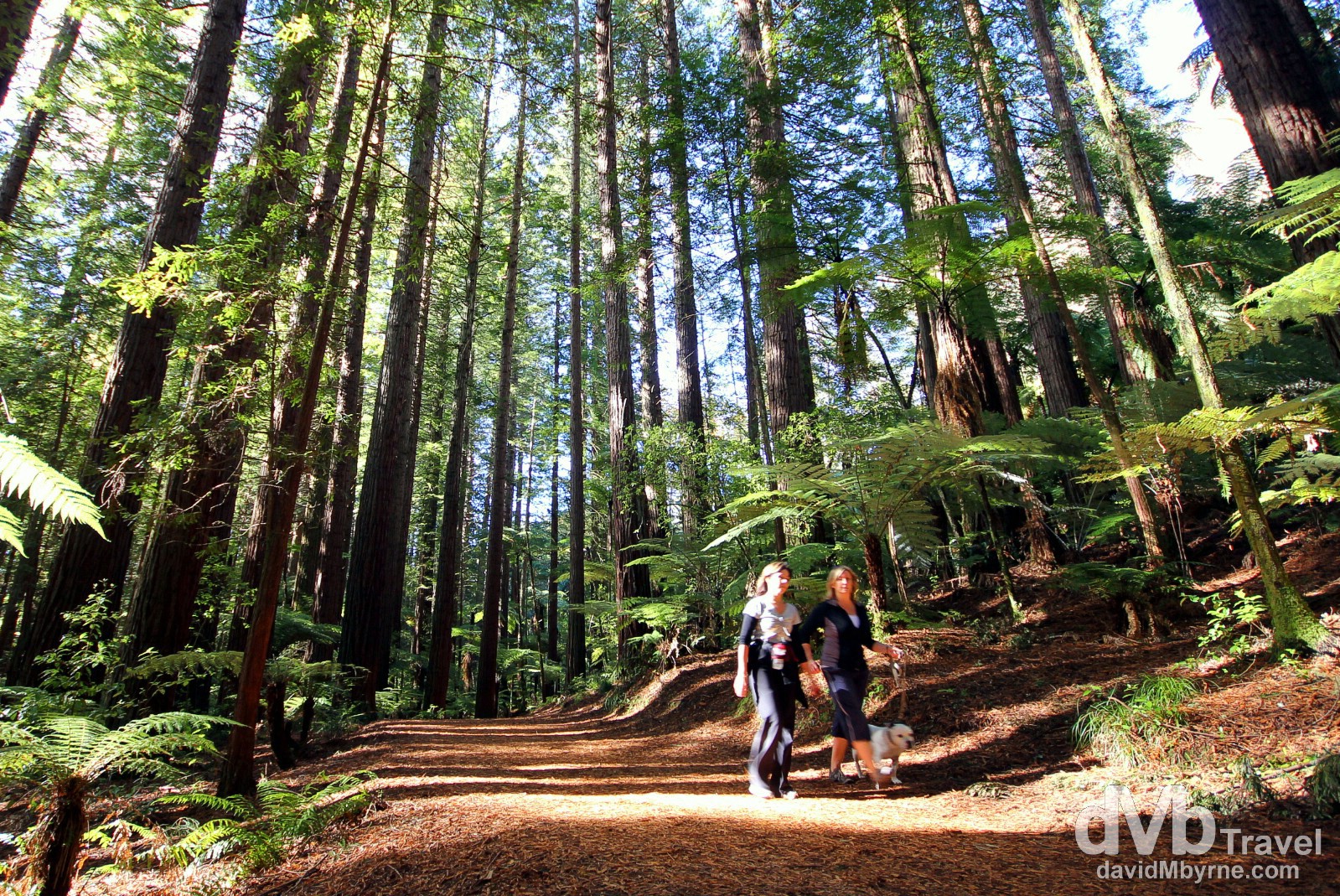 Taking a stroll in the Whakarewarewa Forest on the outskirts of Rotorua, North Island, New Zealand. May 6th 2012.