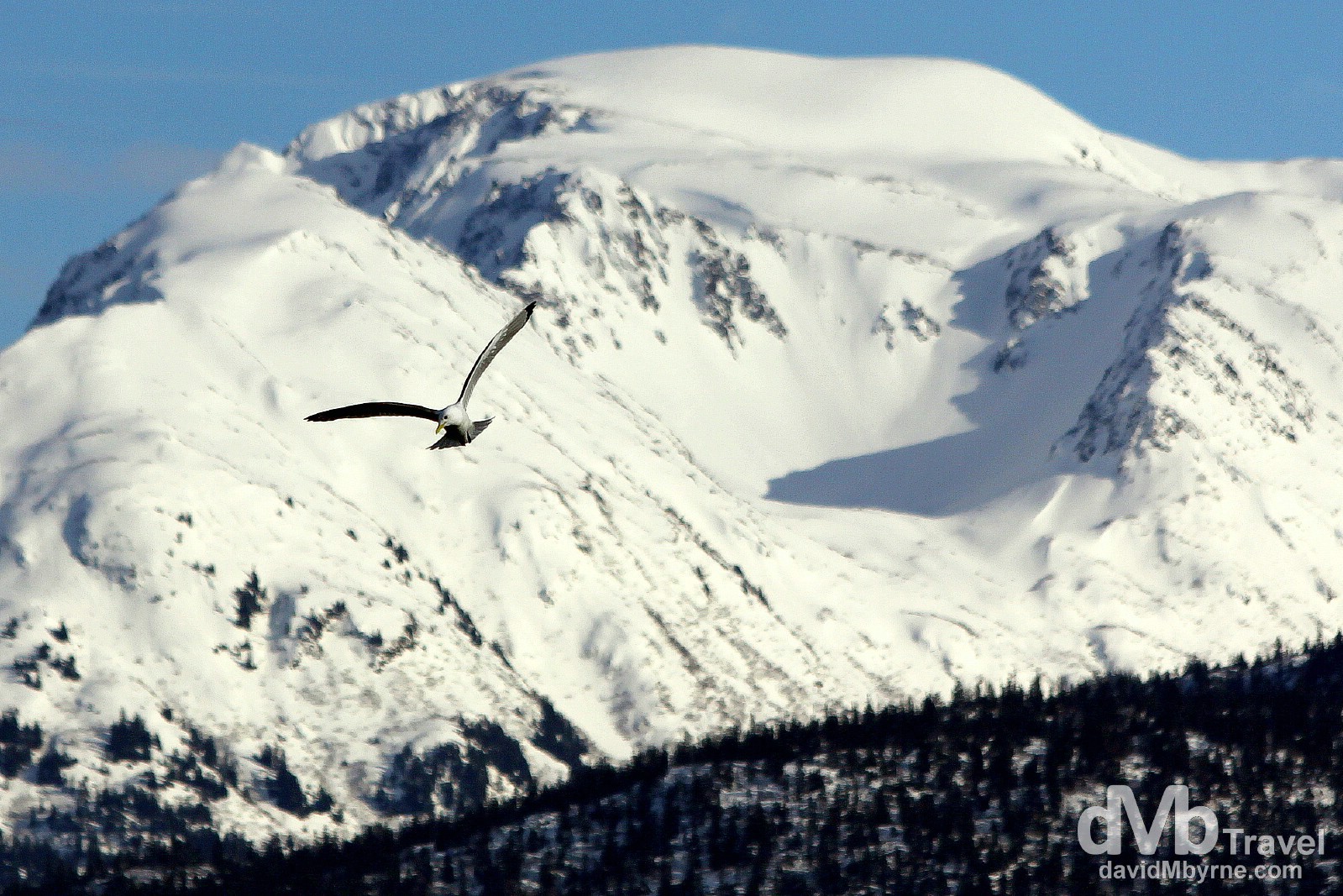 A gull soaring at the end of the Spit in Homer, Kenai Peninsula, Alaska, USA. March 16th 2013.