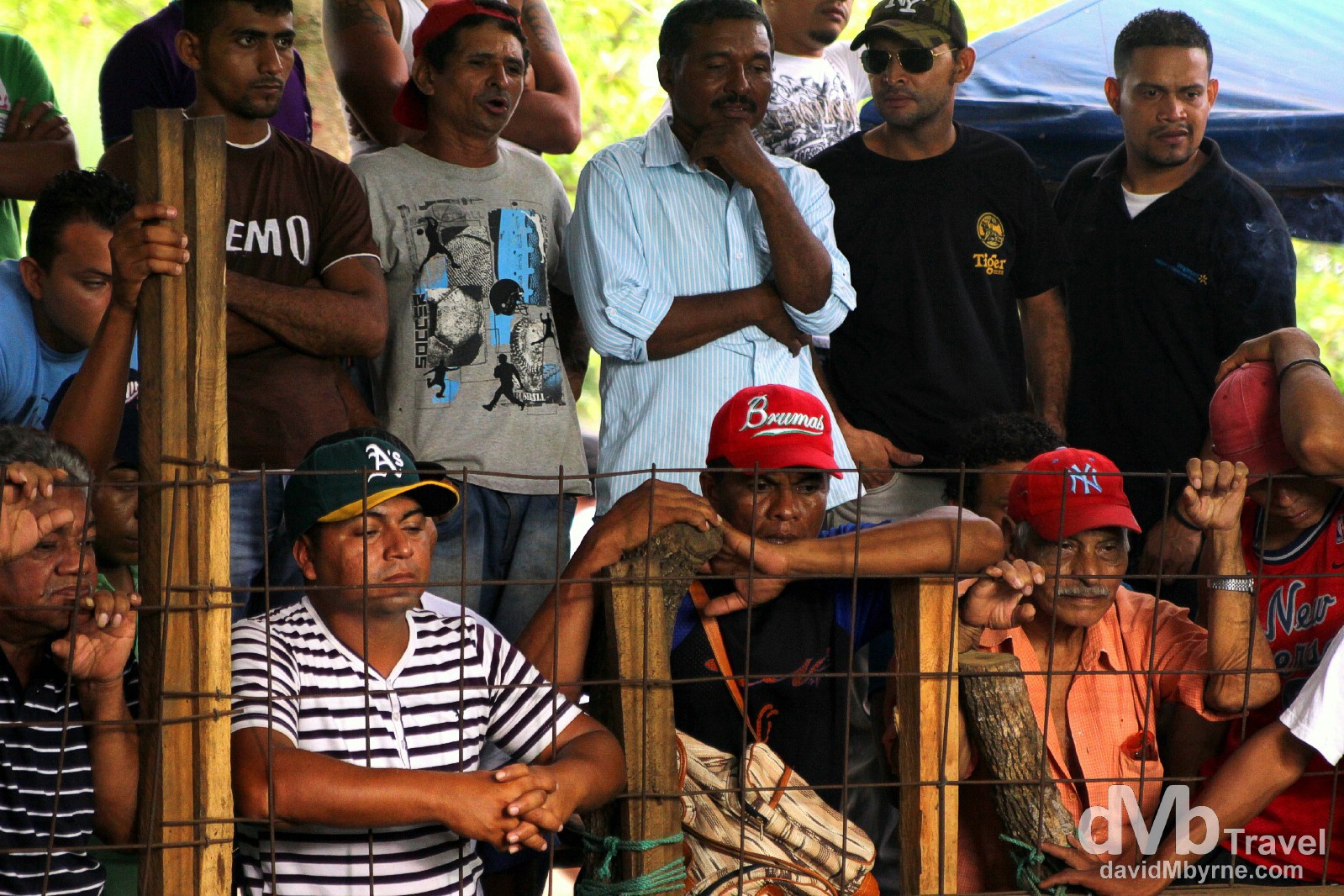 Spectators at a cock fighting bout in Leon, Nicaragua. June 16th 2013.