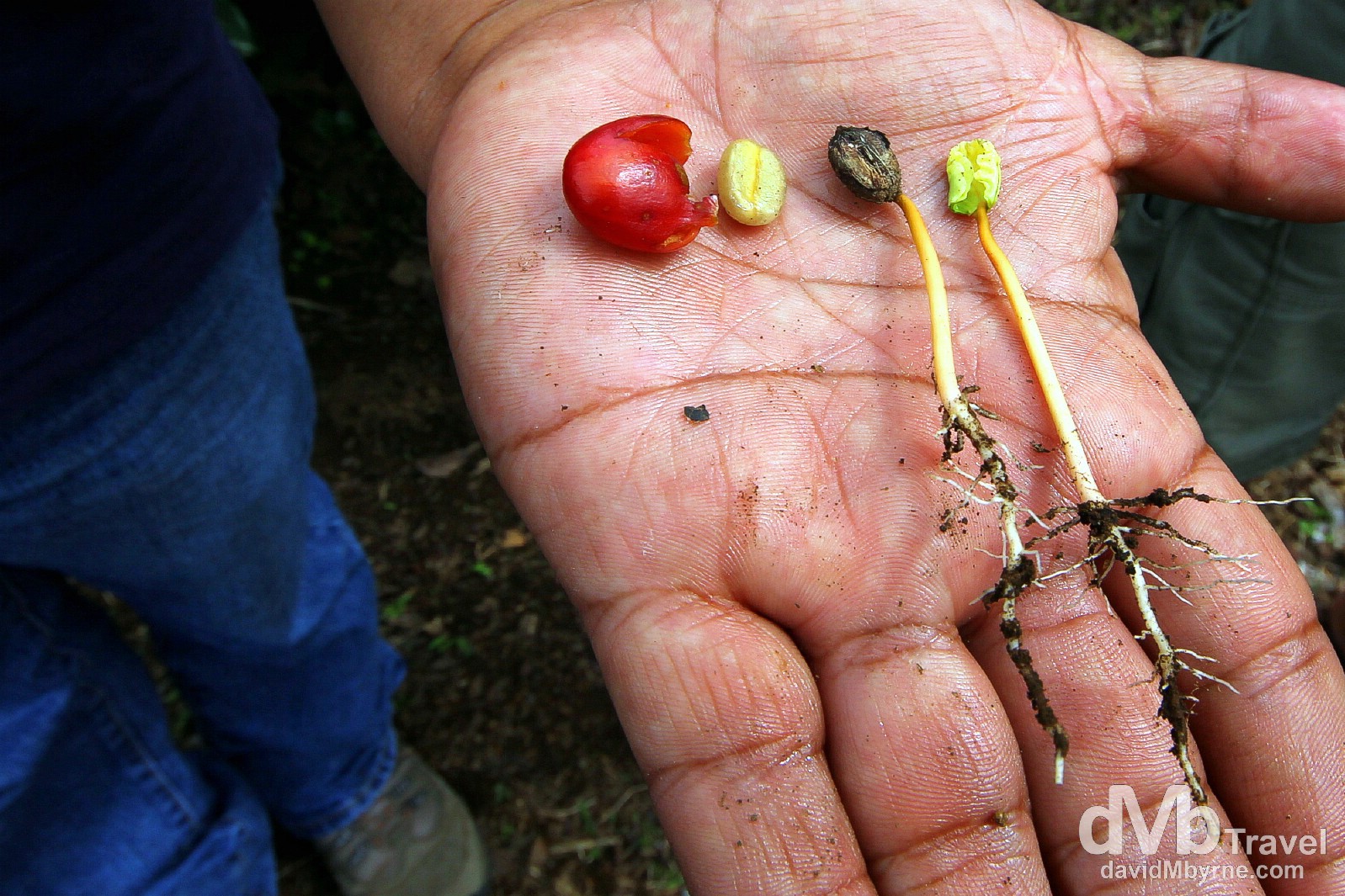 The various stages of coffee bud development is explained at Cafe Ruiz coffee plantation, Boquete, Panama. June 29th 2013. 