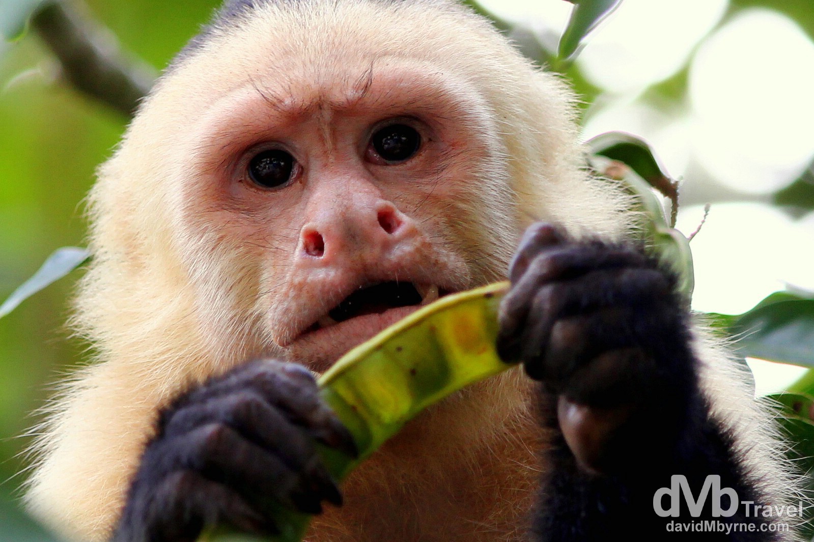 A monkey in the trees of Parque Nacional Manuel Antonio, Costa Rica. June 26th 2013.