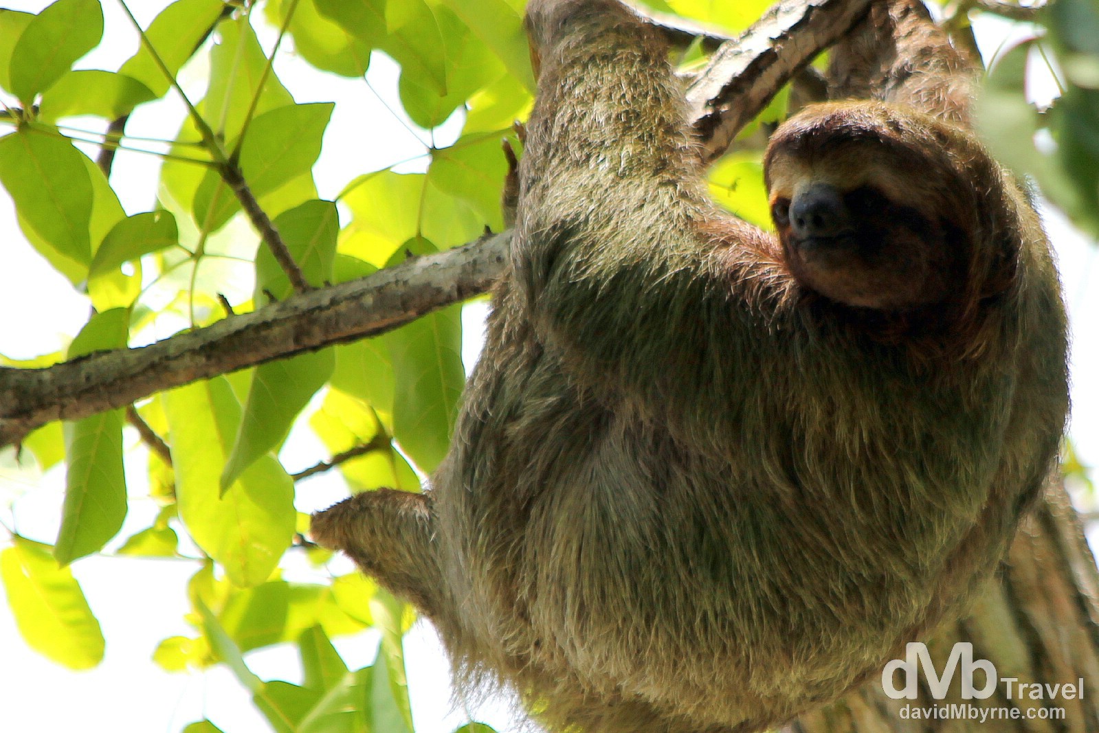 A sloth high in a tree in Parque Nacional Manuel Antonio, Costa Rica. June 26th 2013.