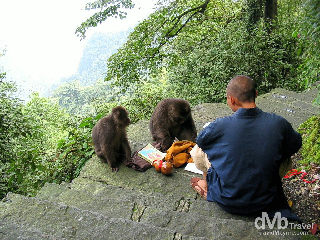 A monk seccumbs to preasure for food from monkeys on the hike up EmeiShan, Sichuan Province, China. September 21st, 2004.