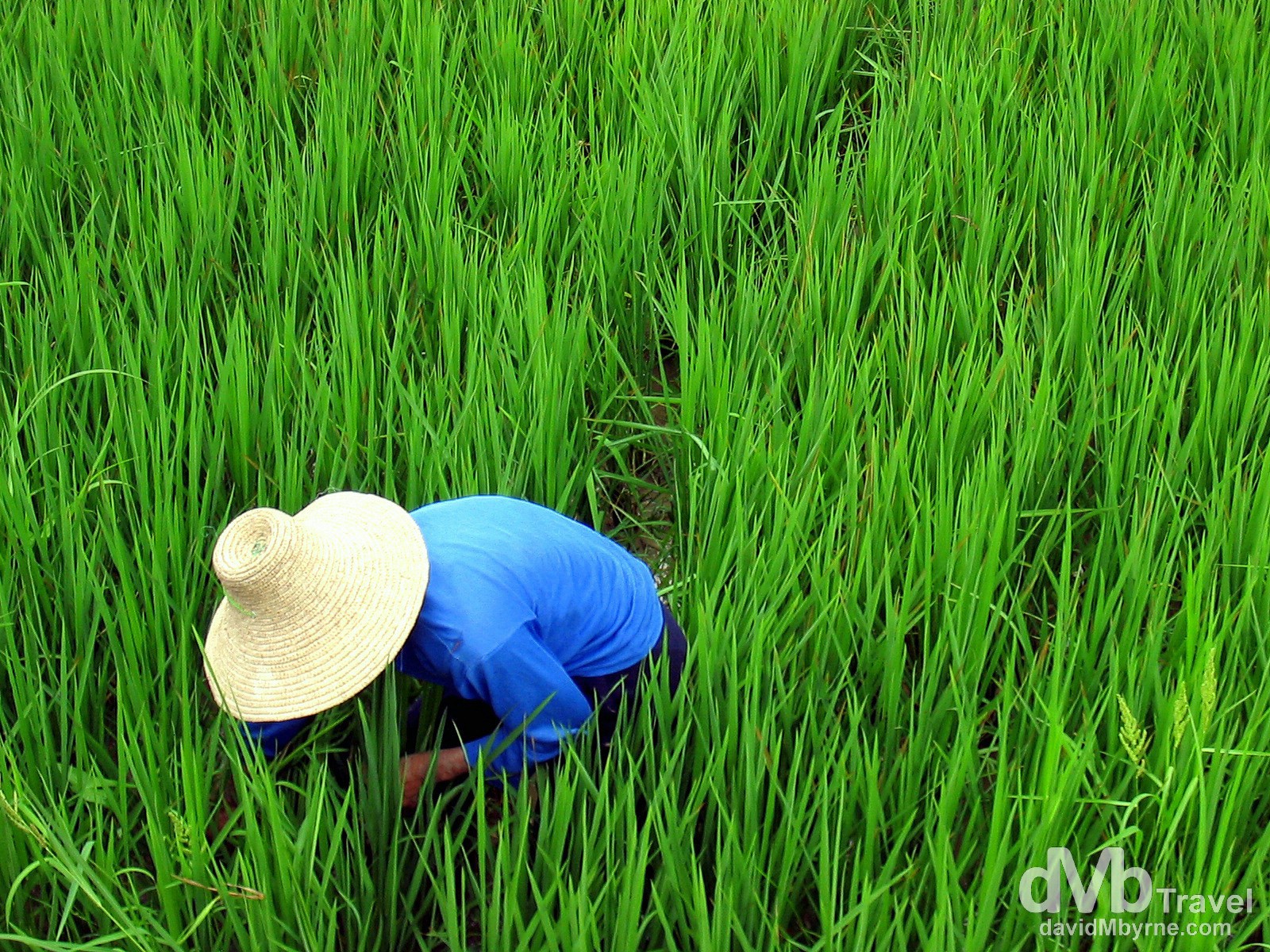 A local working in a rice paddy in the countryside outside Yangshou, Guangxi Province, Southern China. September 10th, 2004.