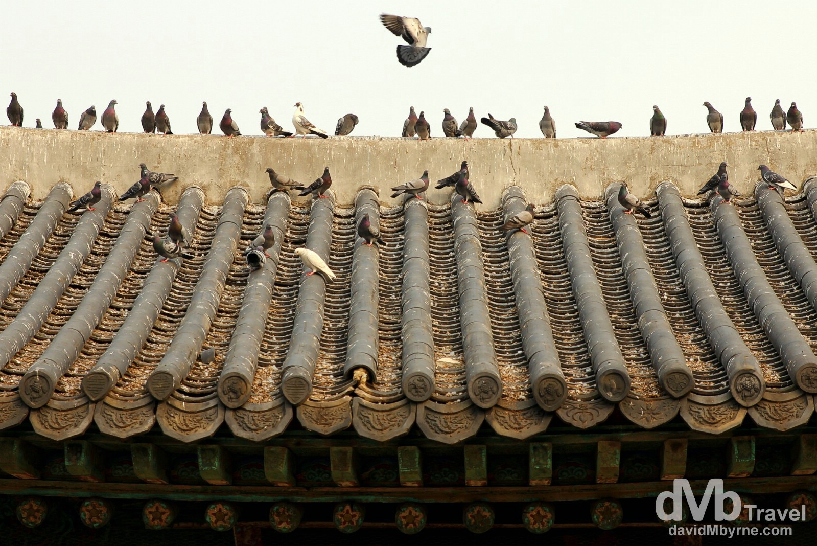 Pigeons on a roof of a section of the Suwon Hwaseong Fortress in Suwon, South Korea. February 23rd, 2014. 