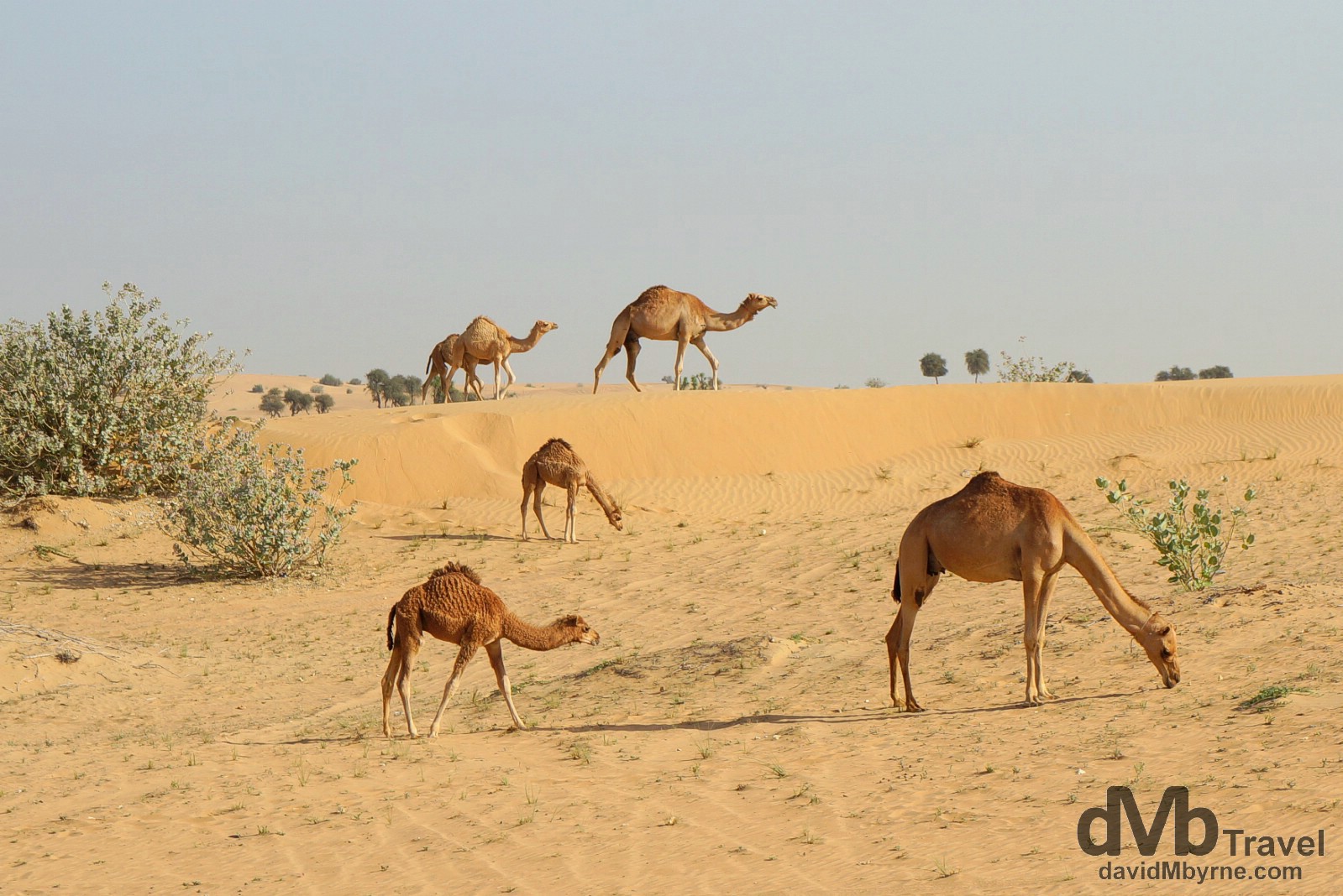 Camels on an early morning stroll in the desert outside Dubai, UAE. April 18th, 2014.