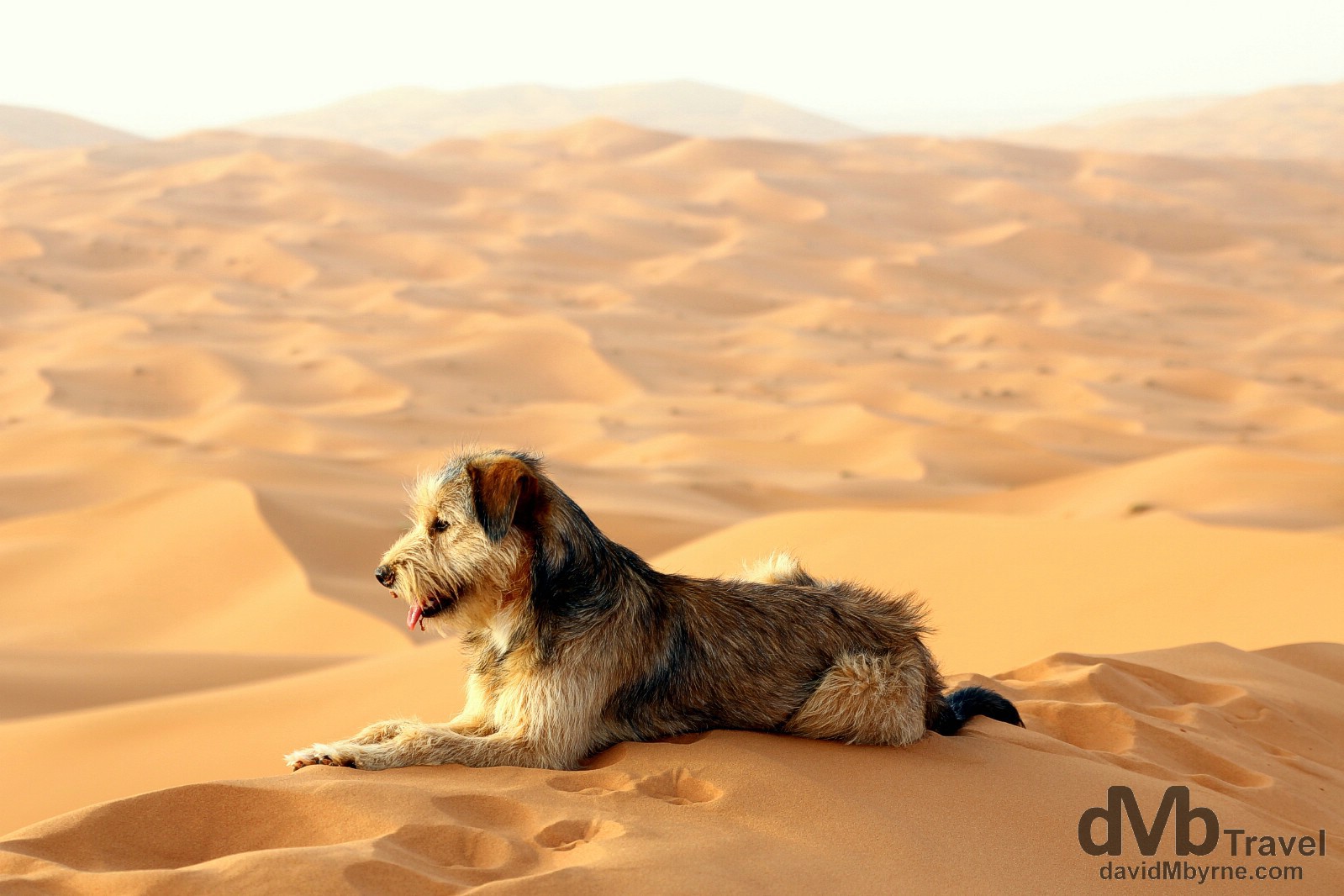 A shaggy dog resting on top of a massive sand dune in the desert of Erg Chebbi, Marzouga, Morocco. May 19th, 2014. 