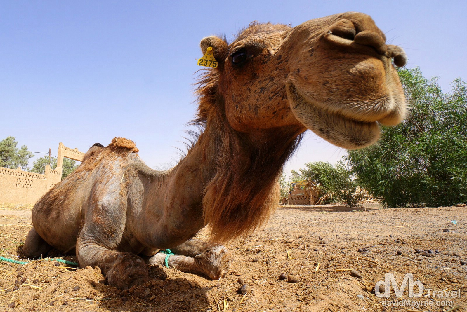 A camel in the grounds of Hotel Haven la Chance, Merzouga, Morocco. May 22nd, 2014.