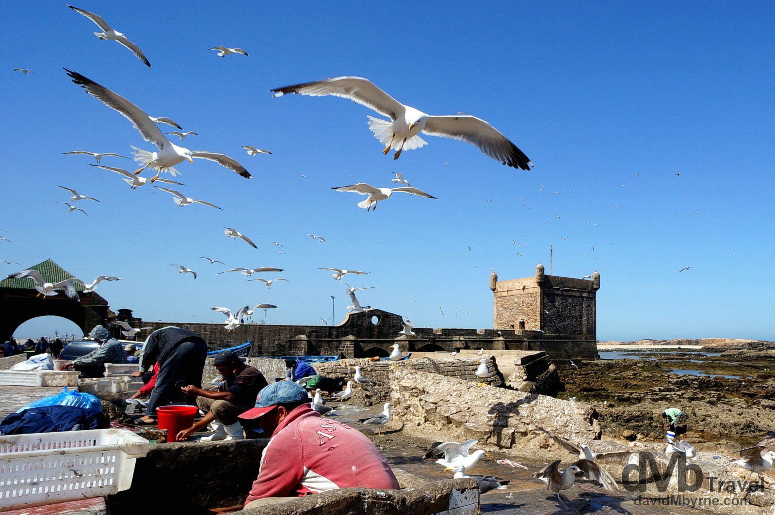Gulls swooping overhead for remnants of fish being gutted in Essaouira, Morocco. May 3rd, 2014.