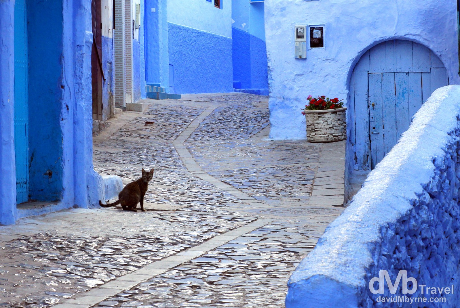 A cat in the early morning lanes of the medina in Chefchaouen, Morocco. June 1st, 2014. 