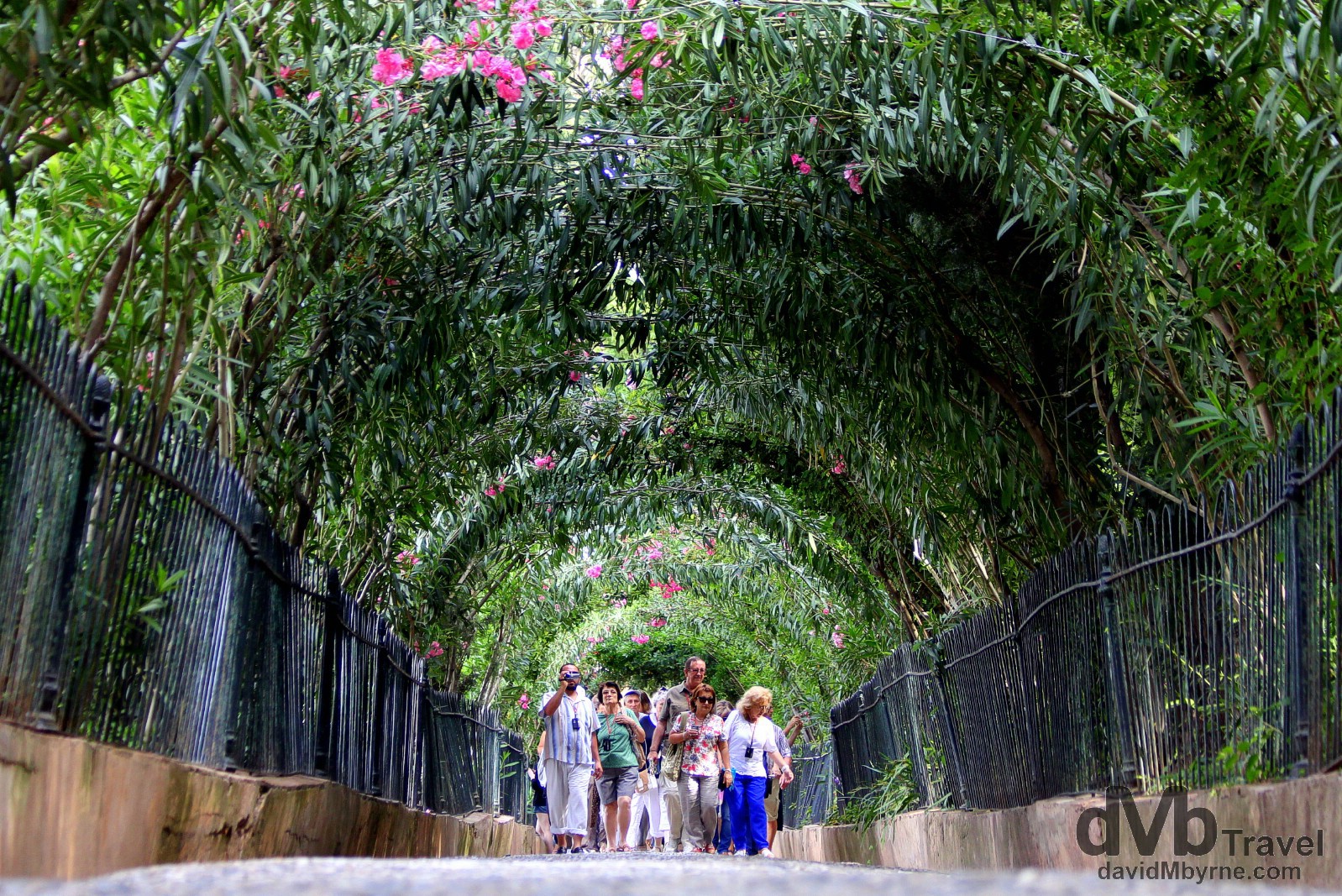 A tour group crowd walking through a rosebush tunnel in a section of the UNESCO-listed Generalife gardens in Granada, Andalusia, Spain. June 11th, 2014.