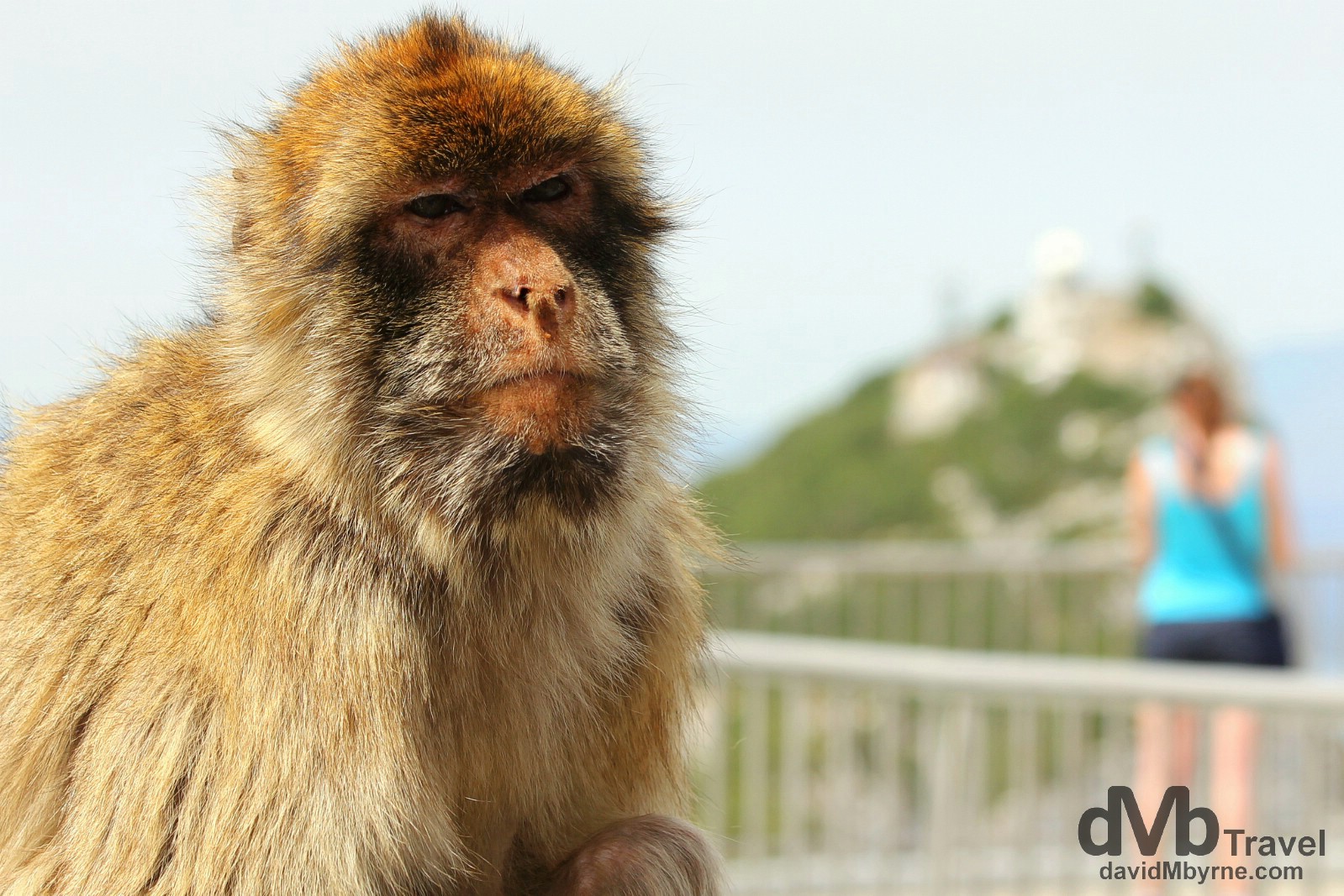 A resident Macaque monkey at The Top of The Rock viewing deck in Gibraltar. June 5th, 2014.