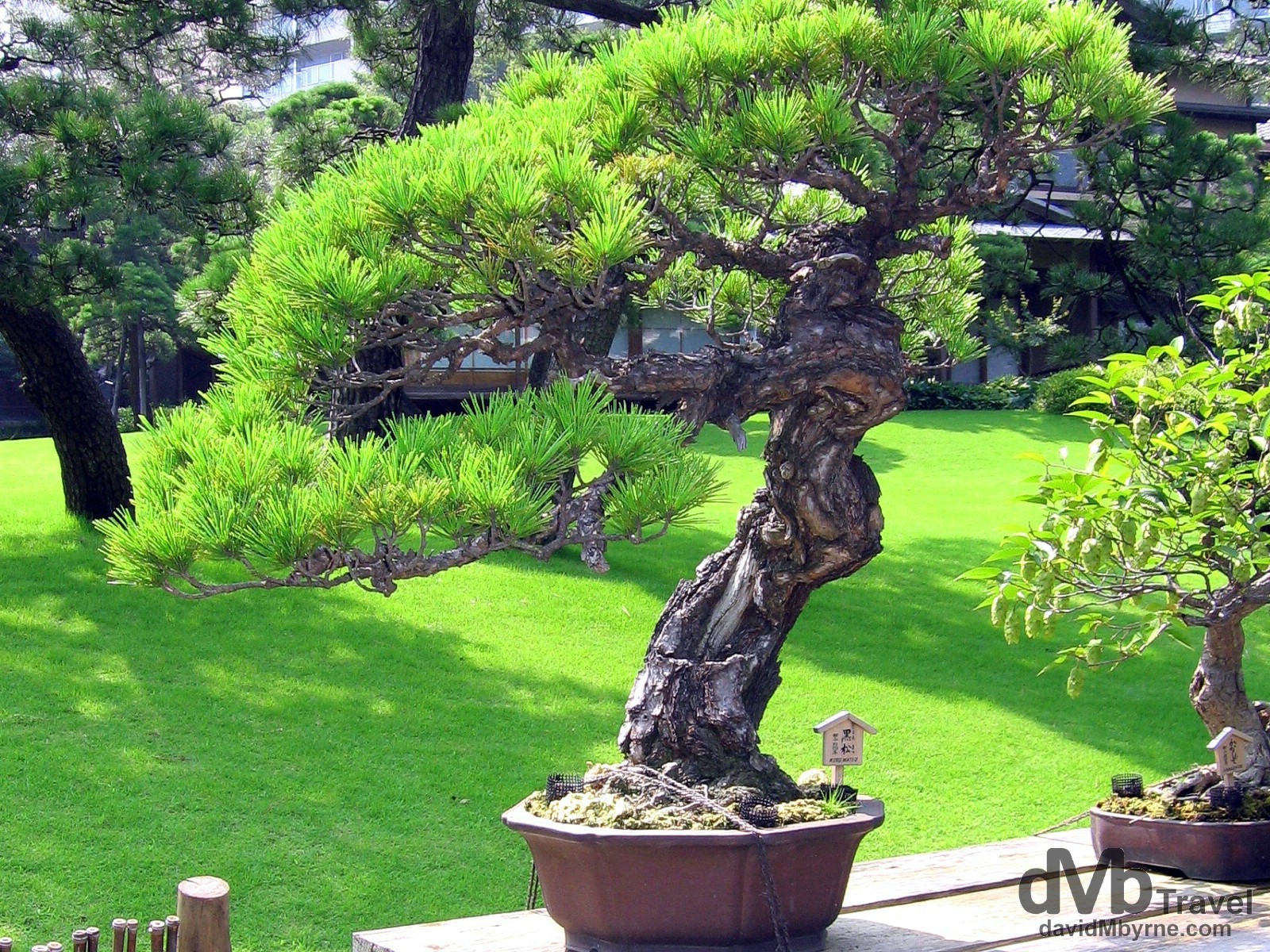 A bonsai tree in Happo-En Gardens, Tokyo, Japan. July 15th, 2005.