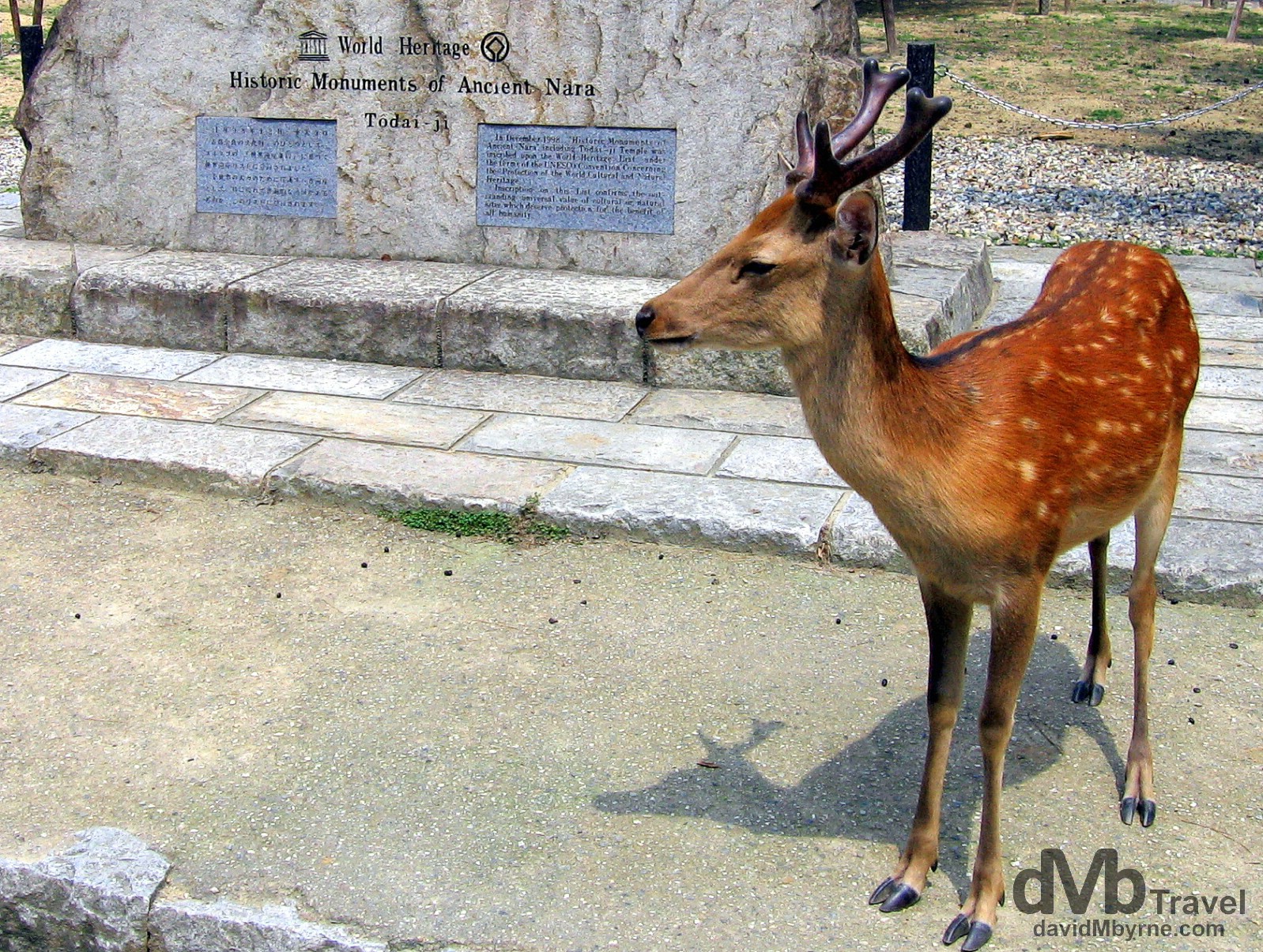 A deer fronting the UNESCO plinth in Nara Koen (Park), Nara, Honshu, Japan. July 19th, 2005.