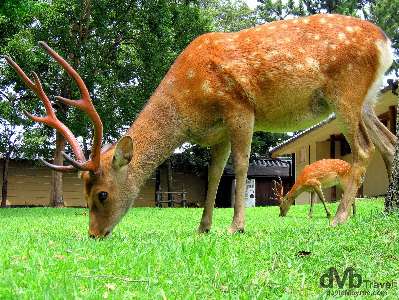 Deer grazing in Nara Koen (Park), Nara, Honshu, Japan. July 19th, 2005.