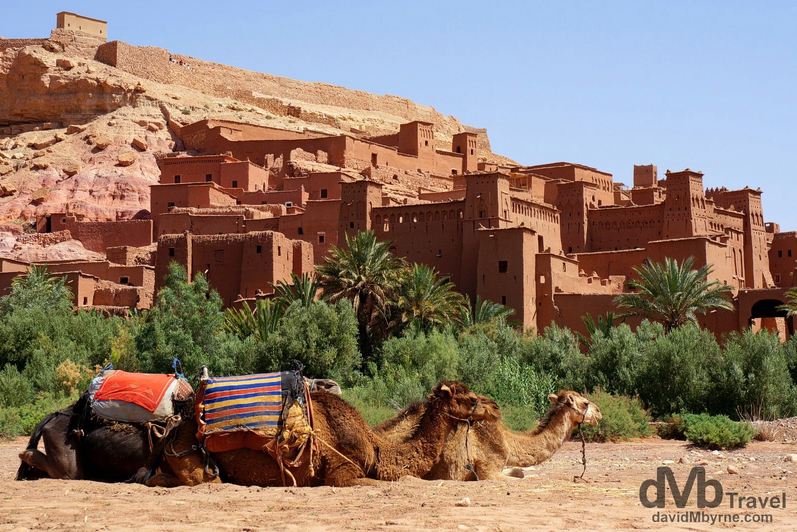 Camels resting in the Parched Oued Ounila riverbed fronting the UNESCO-listed Ait Benhaddou in southern Morocco. May 14th, 2014.