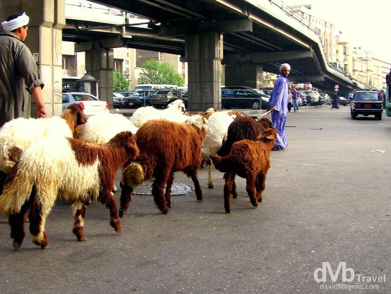 Goat herding on the streets of Al-Azhar, Cairo, Egypt. April 9, 2008.