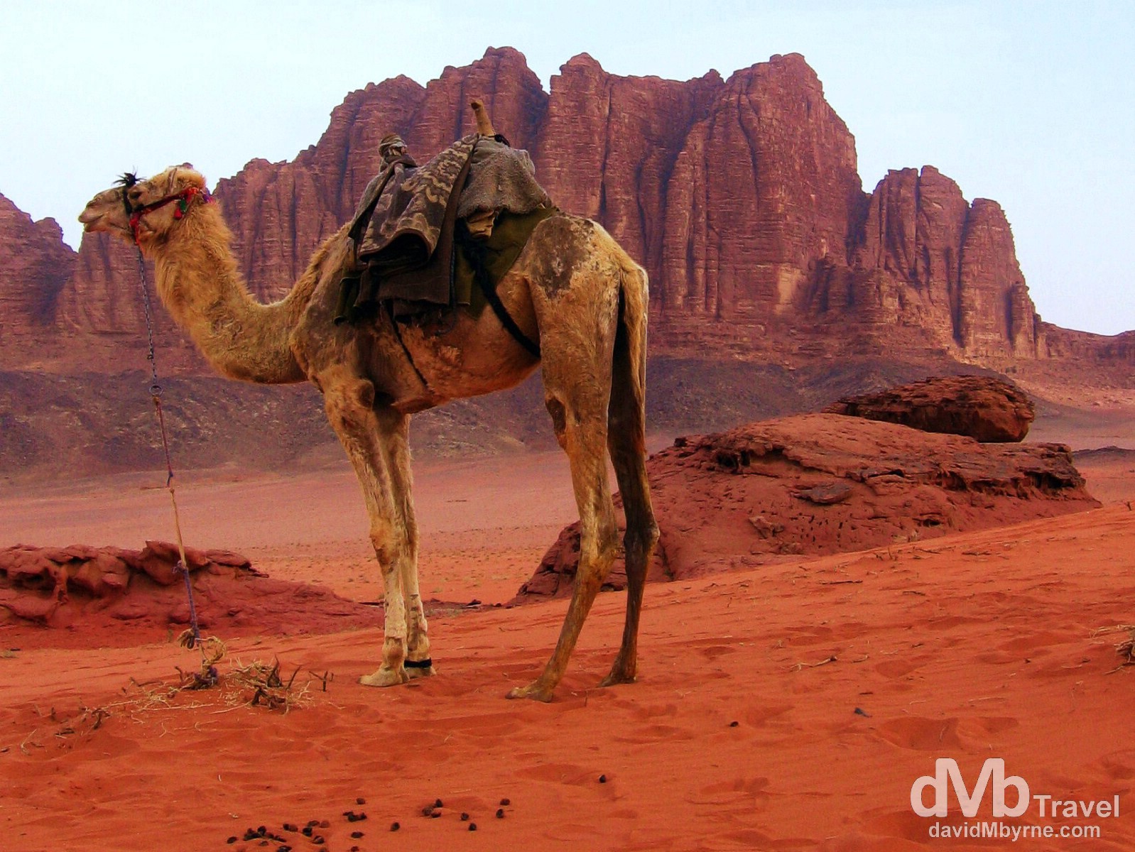A camel in the red sands of Wadi Rum, Jordan. April 26, 2008.