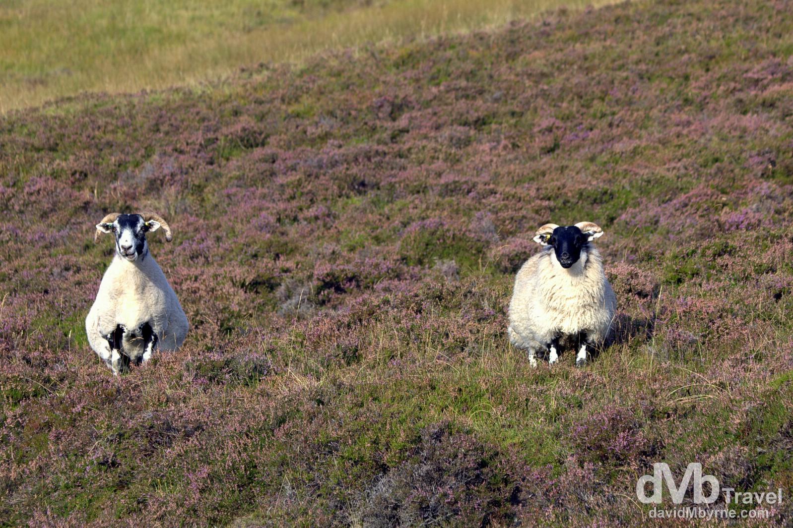 Interested bystanders. Sheep by the side of the road in Cairngorms National Park, Scotland. September 13, 2014.