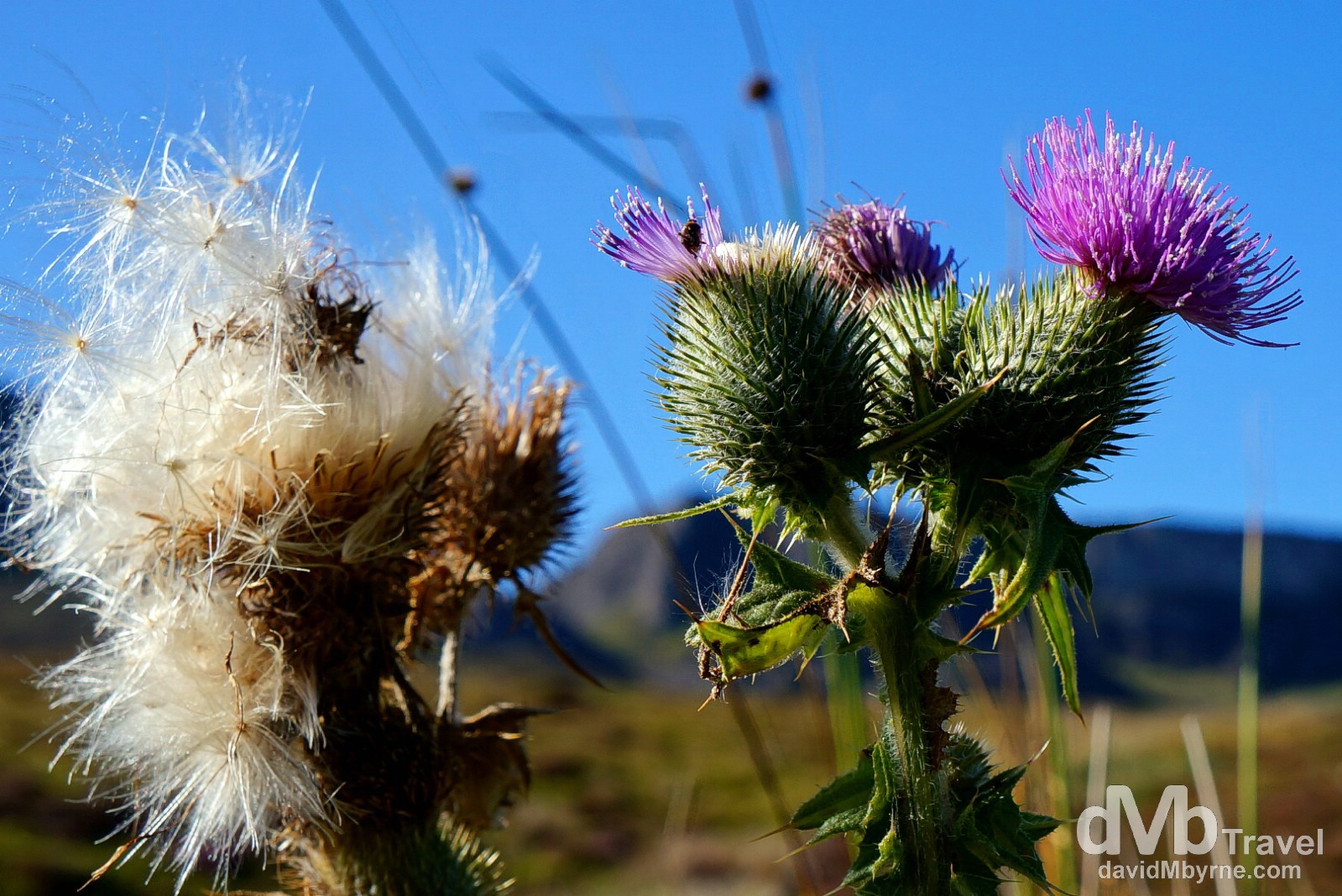 A thistle, a Scottish icon, at the tip of the Trotternish Peninsula on the Isle of Skye, Scotland. September 17, 2014.